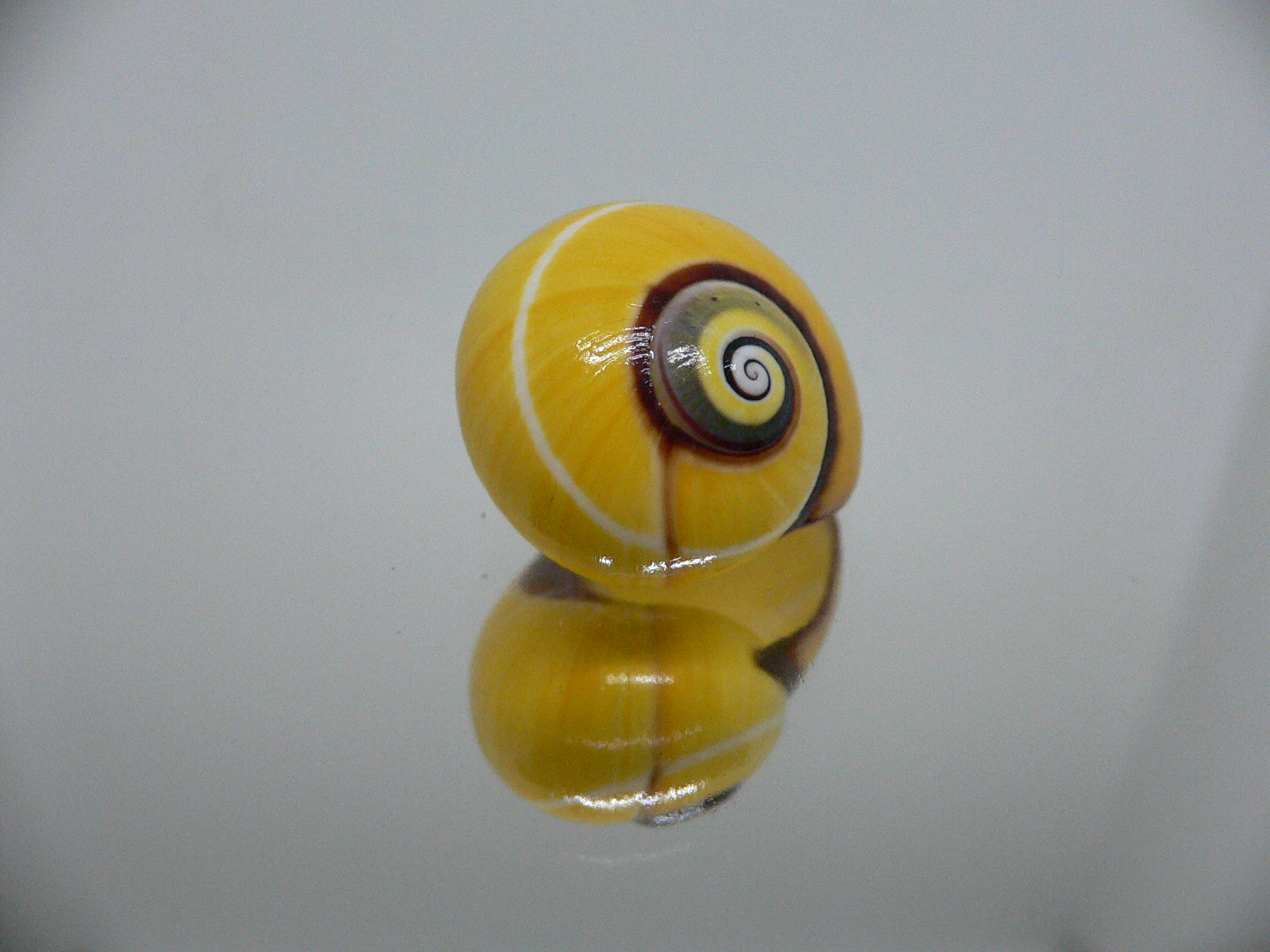 Polymita picta nigrolimbata RARE