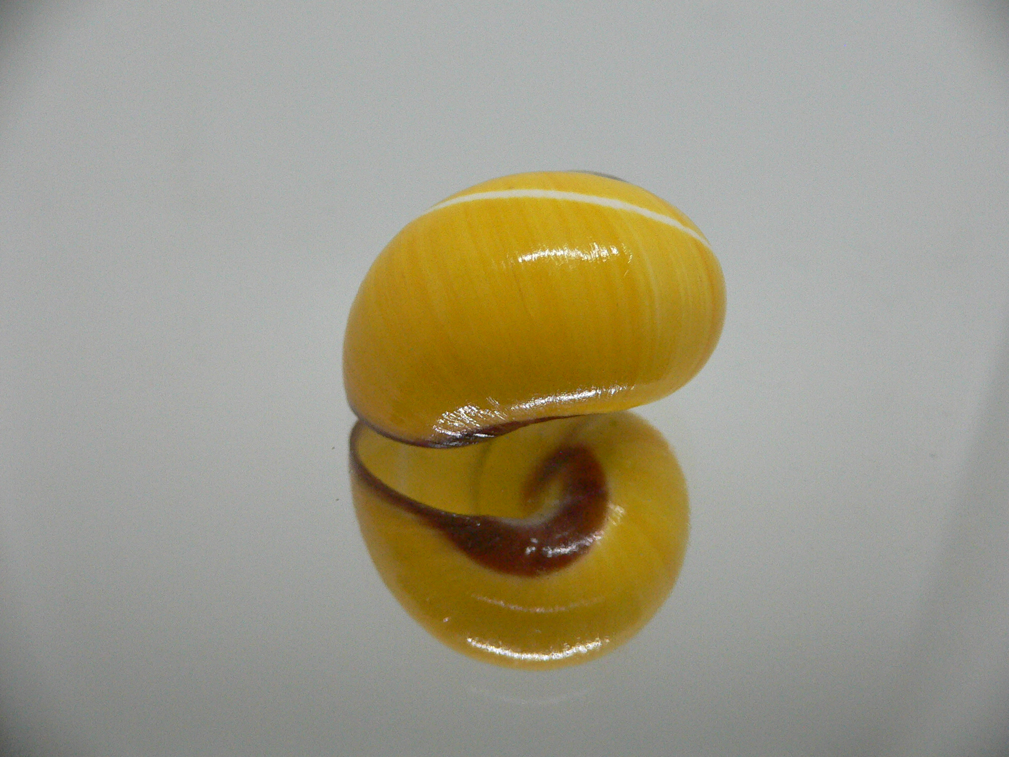 Polymita picta nigrolimbata RARE