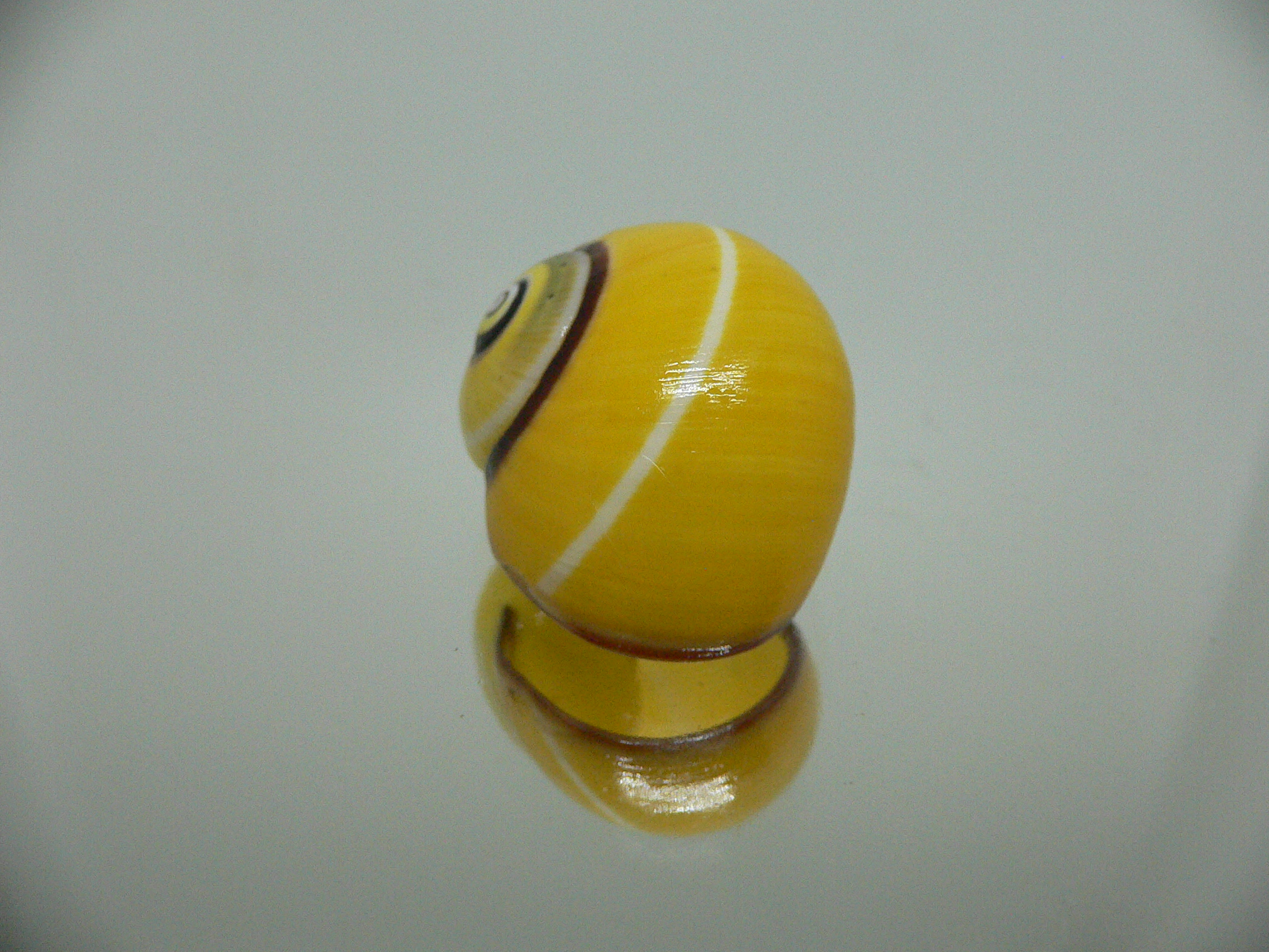 Polymita picta nigrolimbata RARE