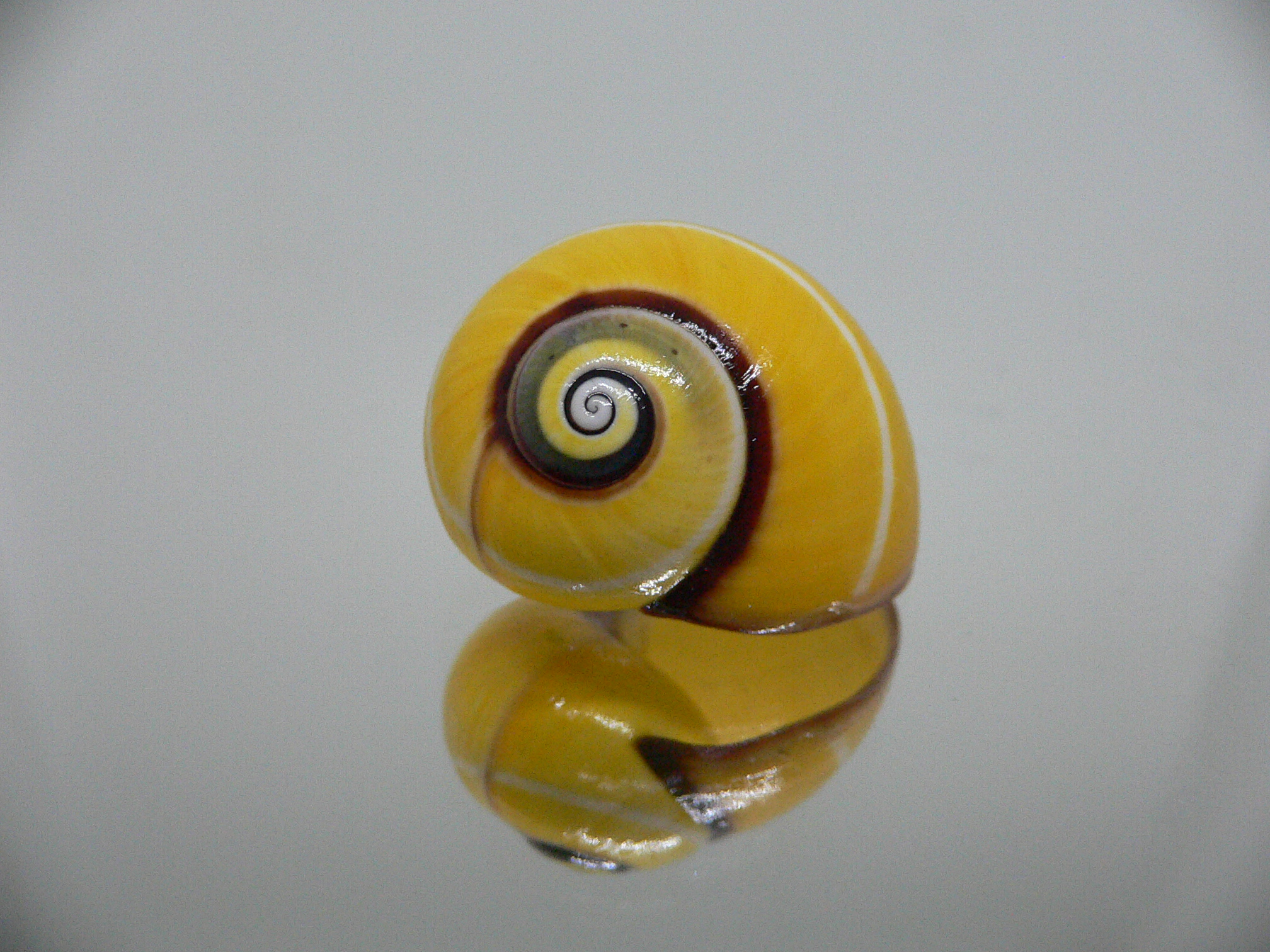 Polymita picta nigrolimbata RARE