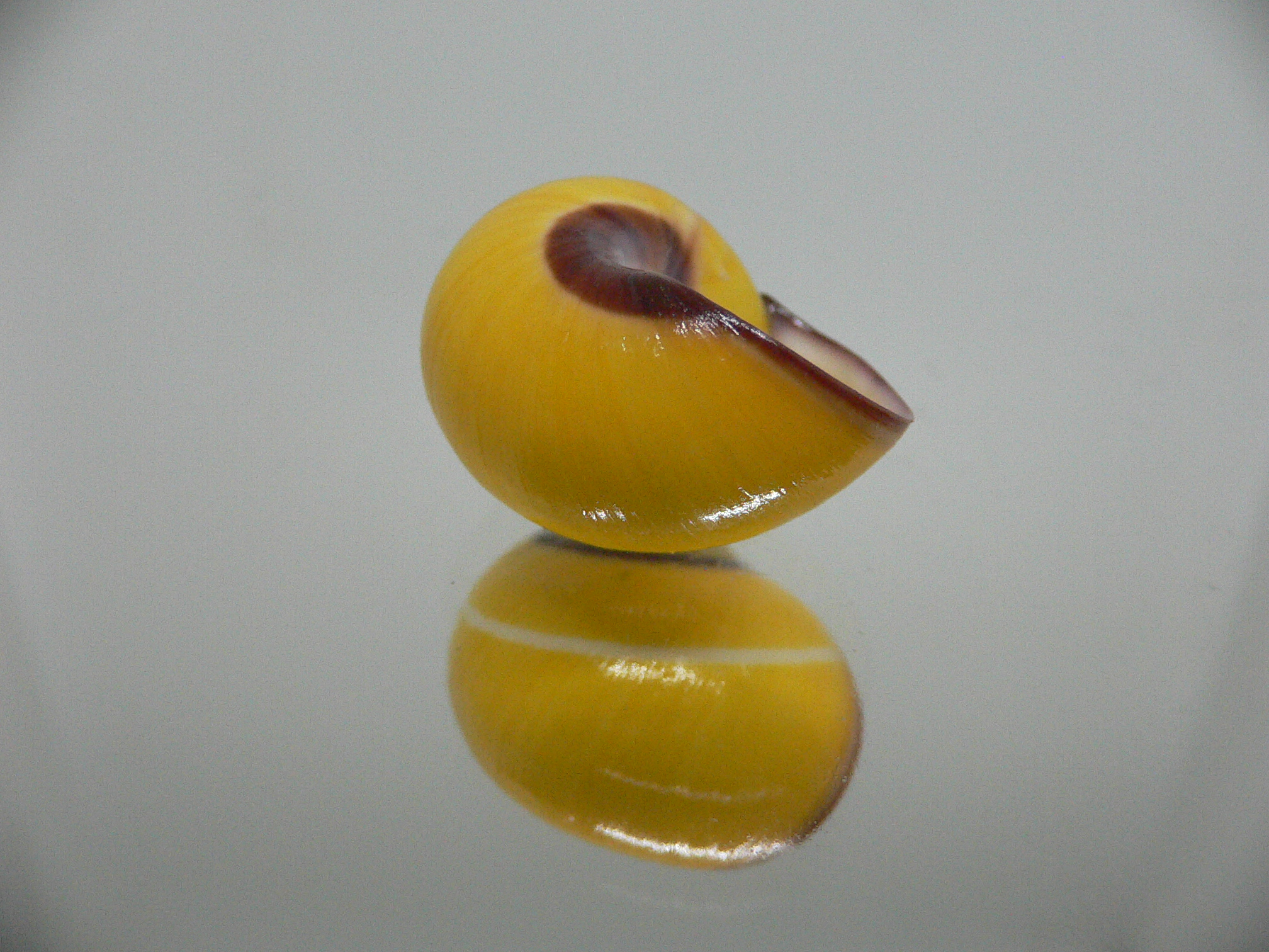 Polymita picta nigrolimbata RARE