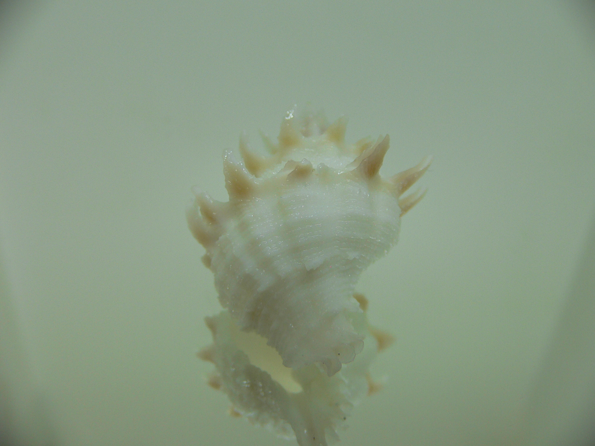 Babelomurex armatus COLOR BRANCHES
