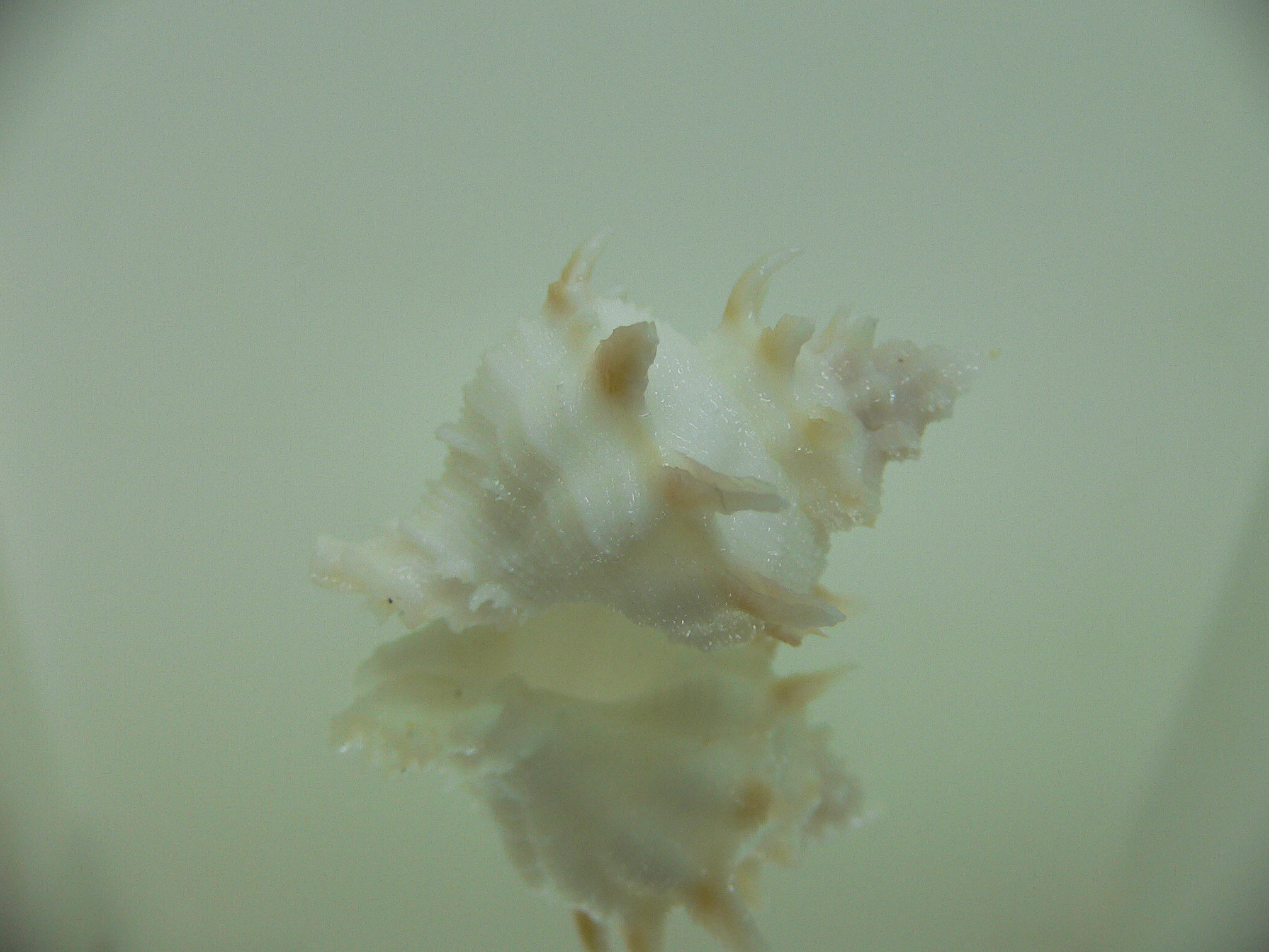 Babelomurex armatus COLOR BRANCHES