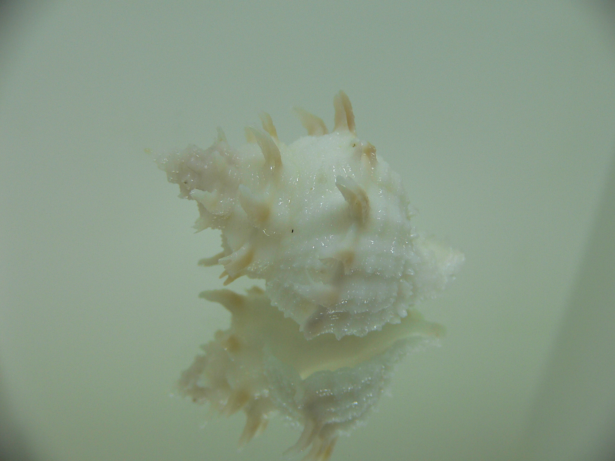Babelomurex armatus COLOR BRANCHES