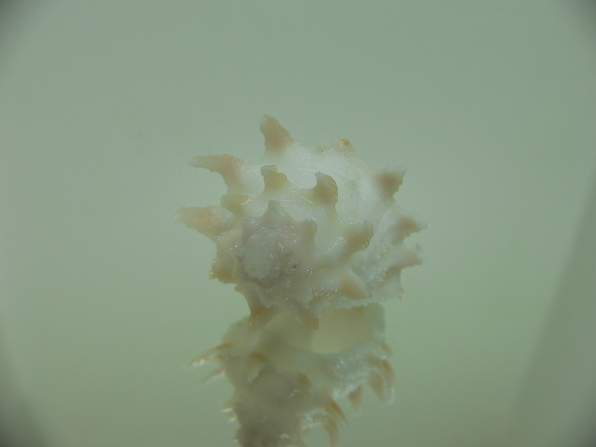Babelomurex armatus COLOR BRANCHES