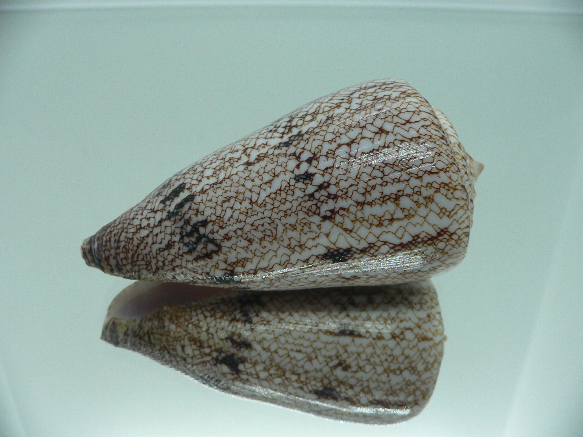 Conus araneosus LARGE