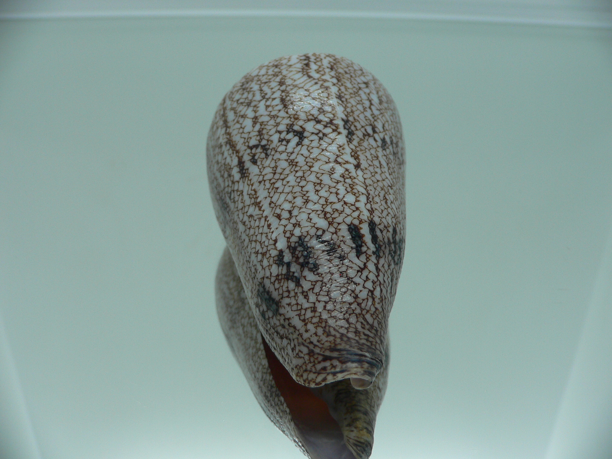 Conus araneosus LARGE
