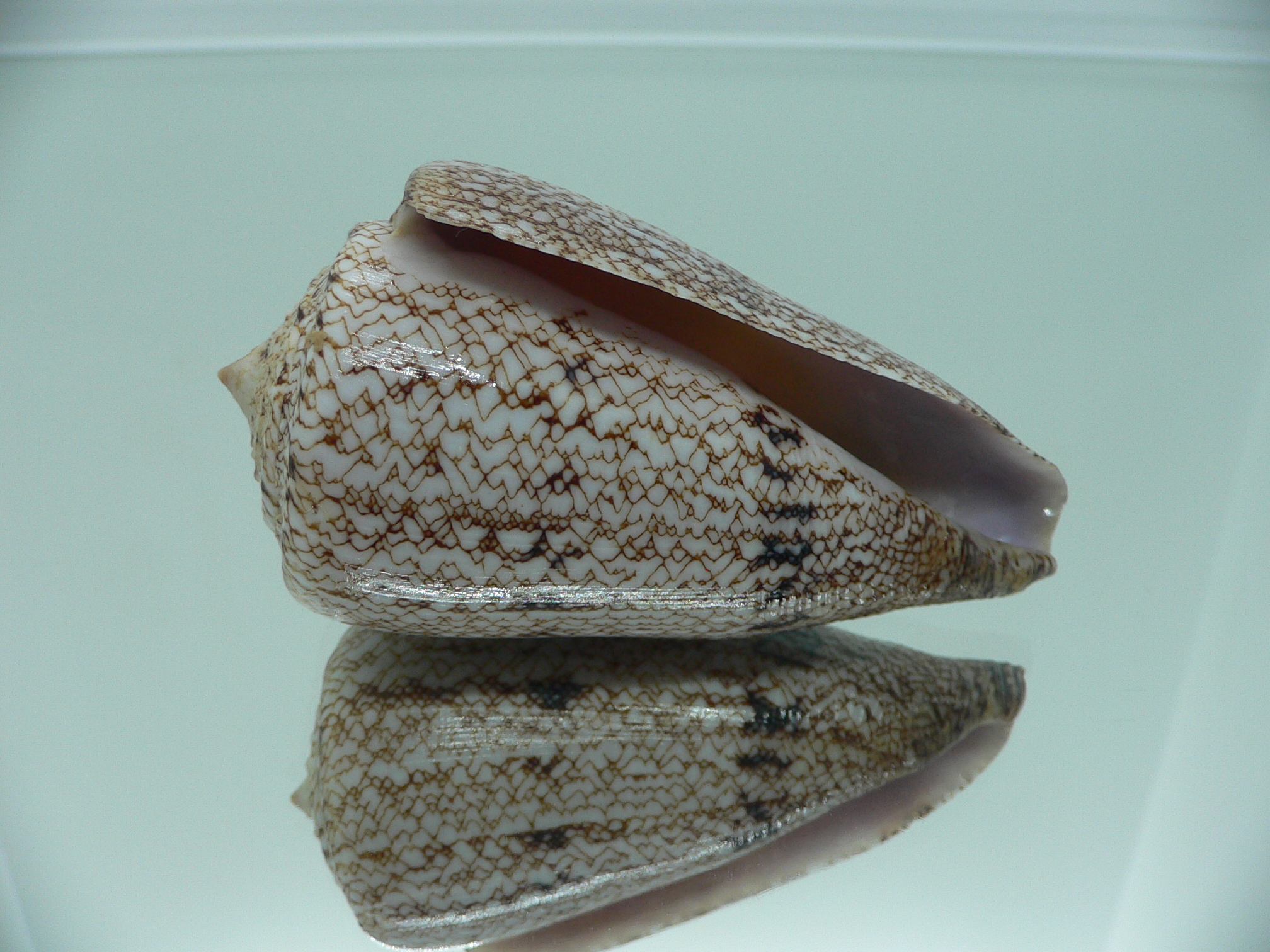 Conus araneosus LARGE