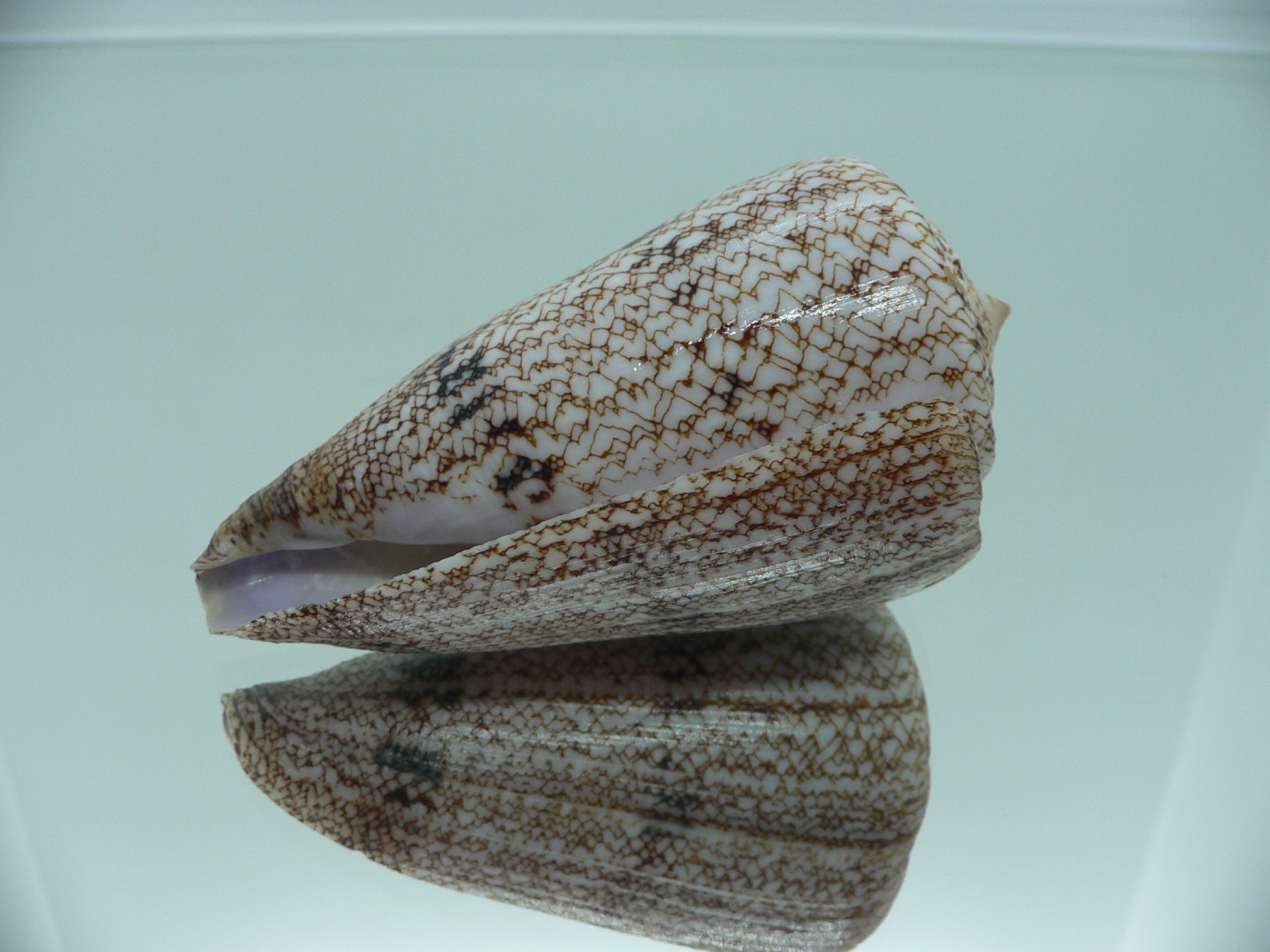 Conus araneosus LARGE