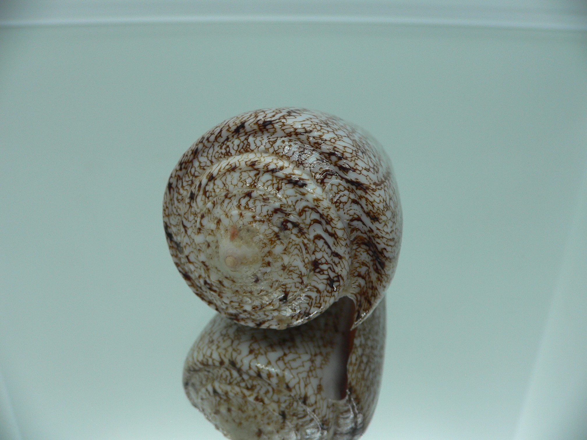 Conus araneosus LARGE