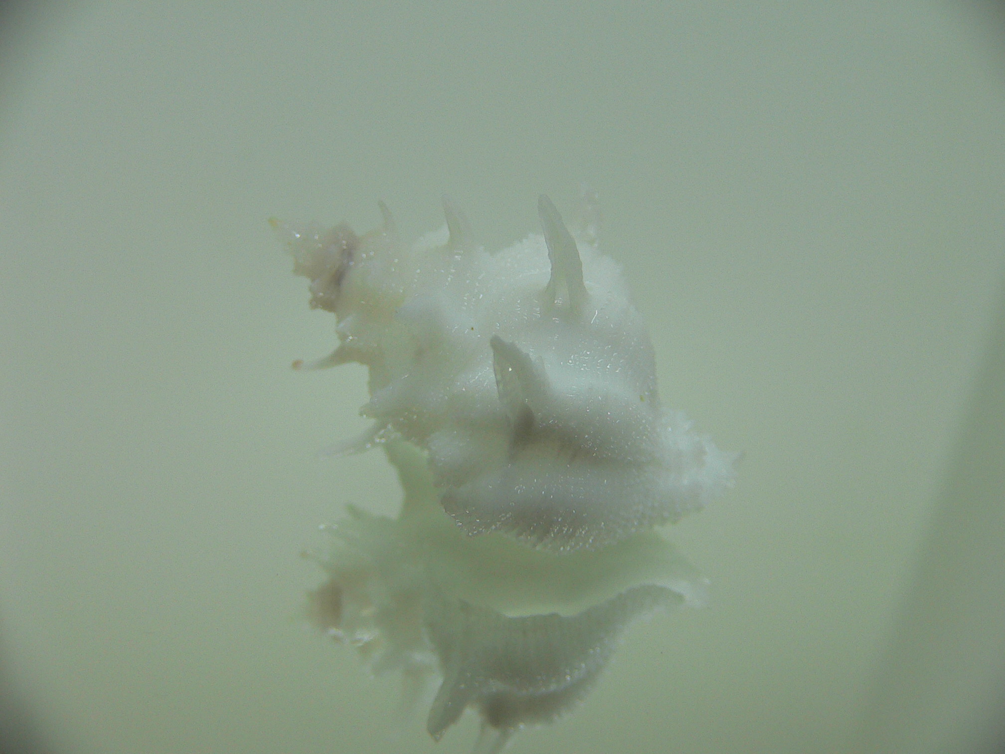 Babelomurex armatus SNOW