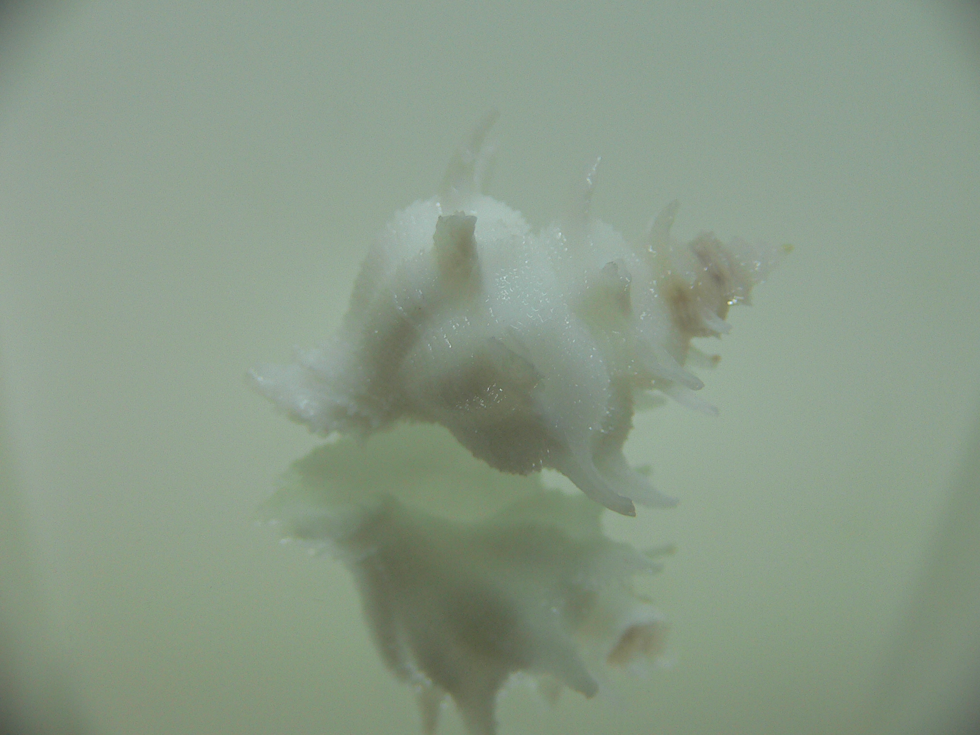 Babelomurex armatus SNOW