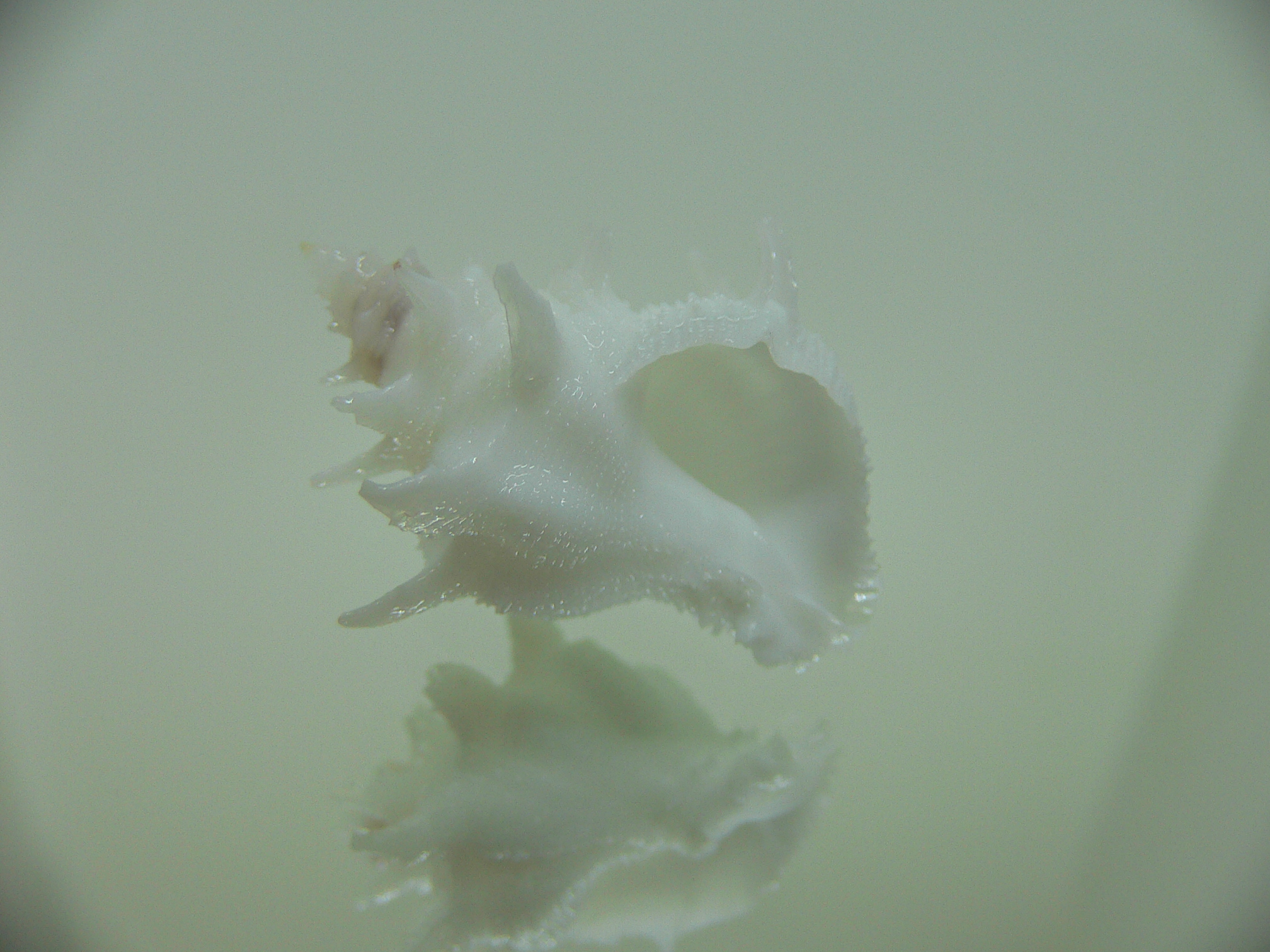 Babelomurex armatus SNOW