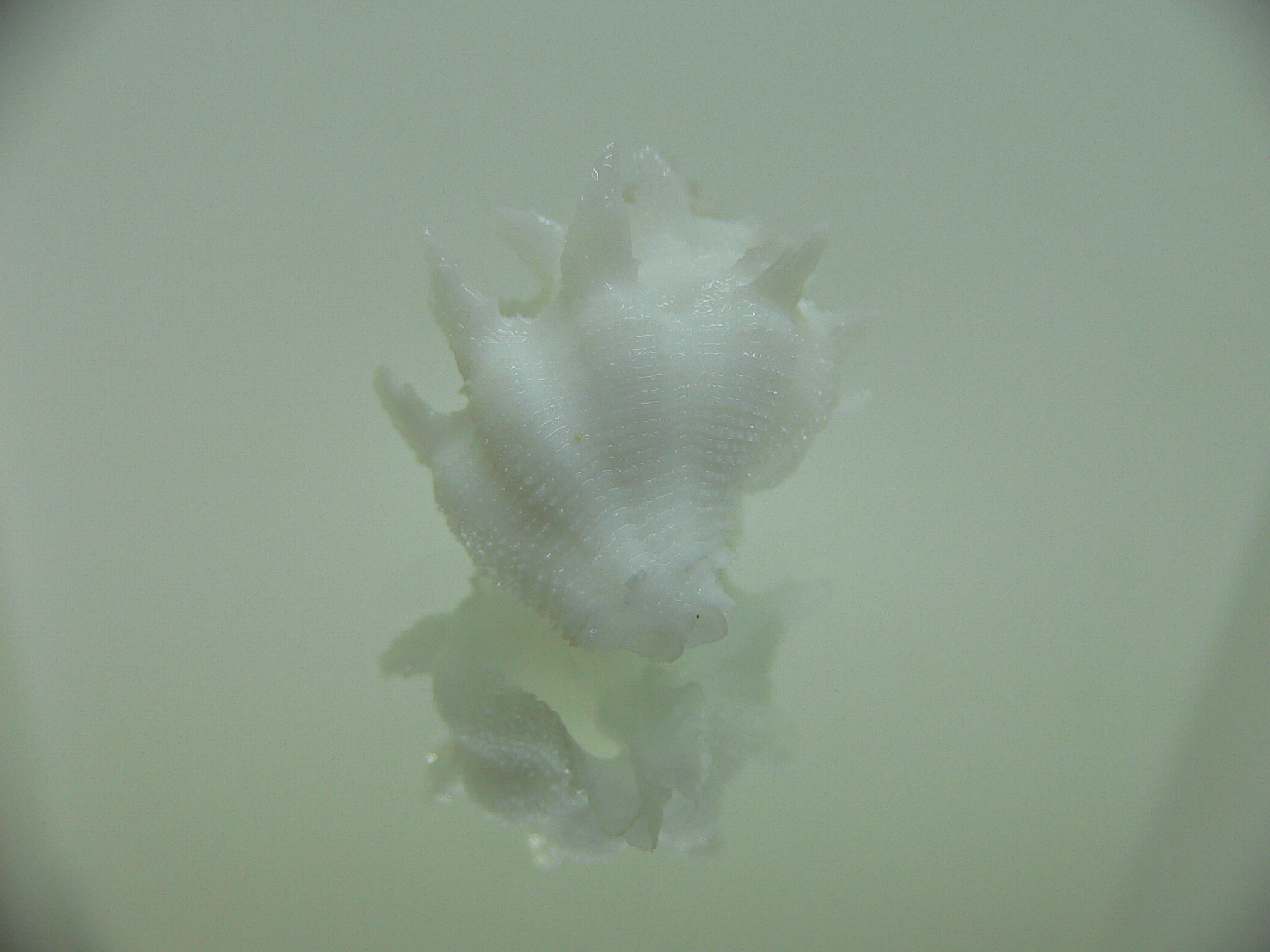 Babelomurex armatus SNOW
