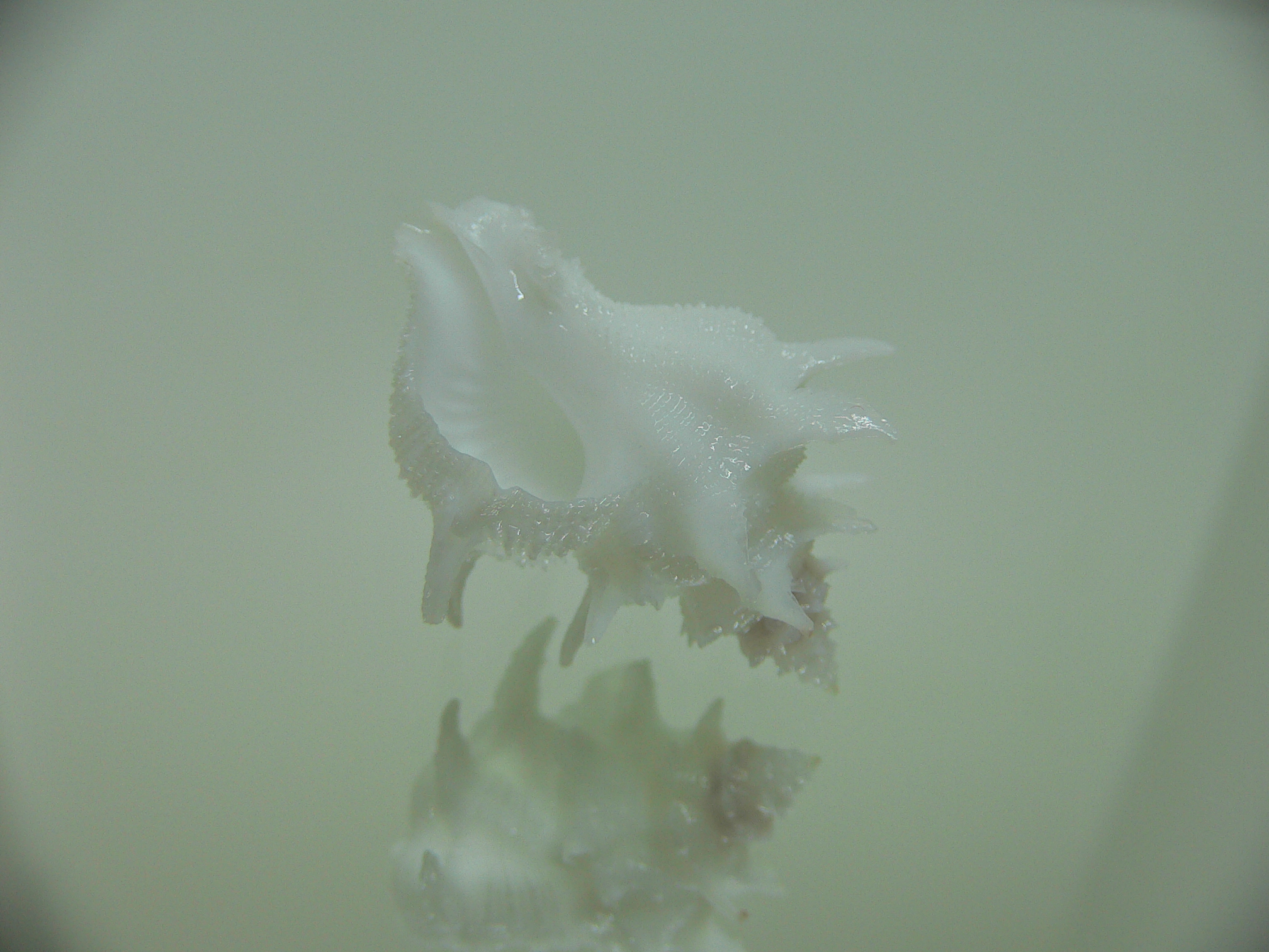 Babelomurex armatus SNOW