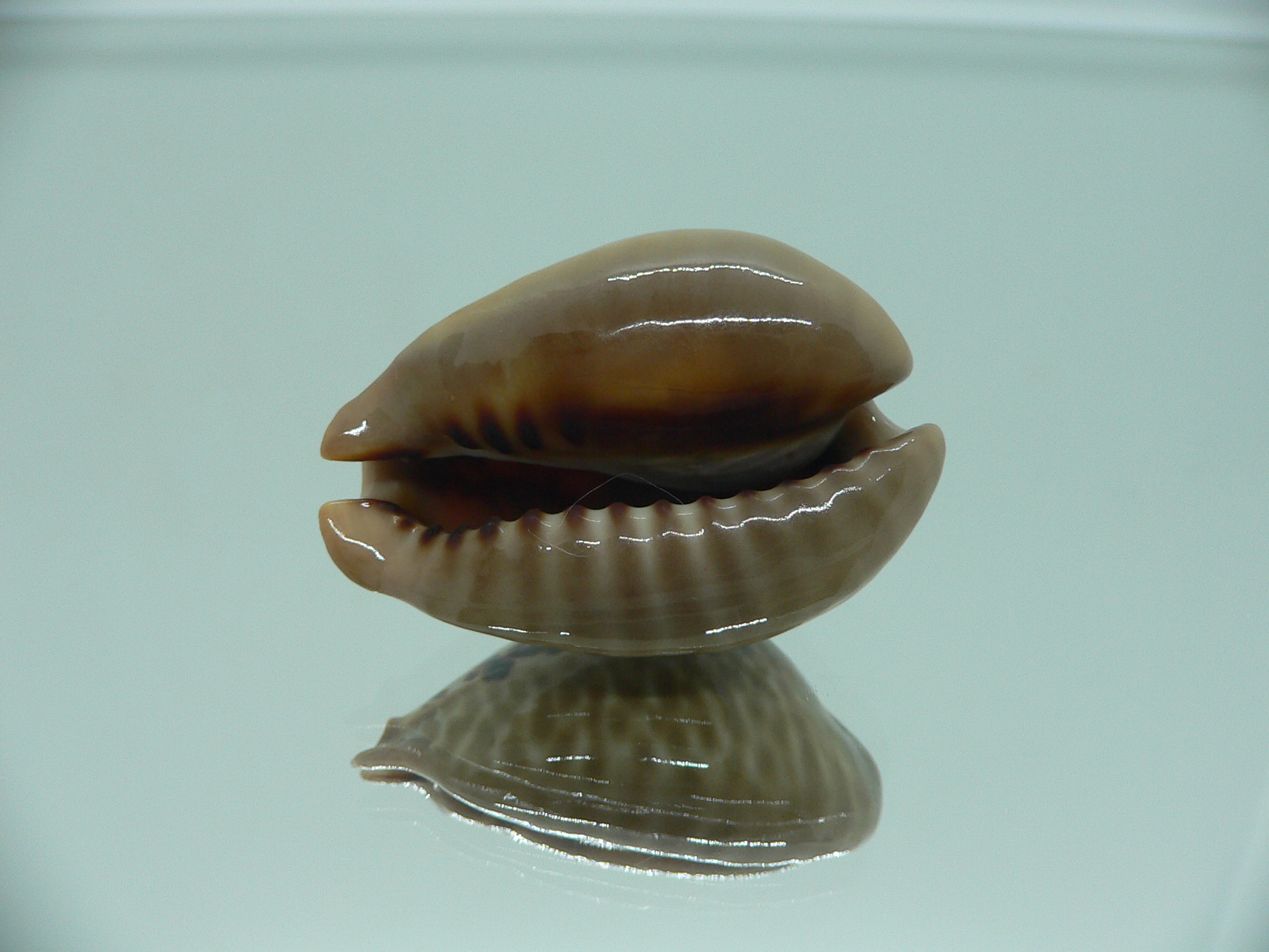 Cypraea mus mus