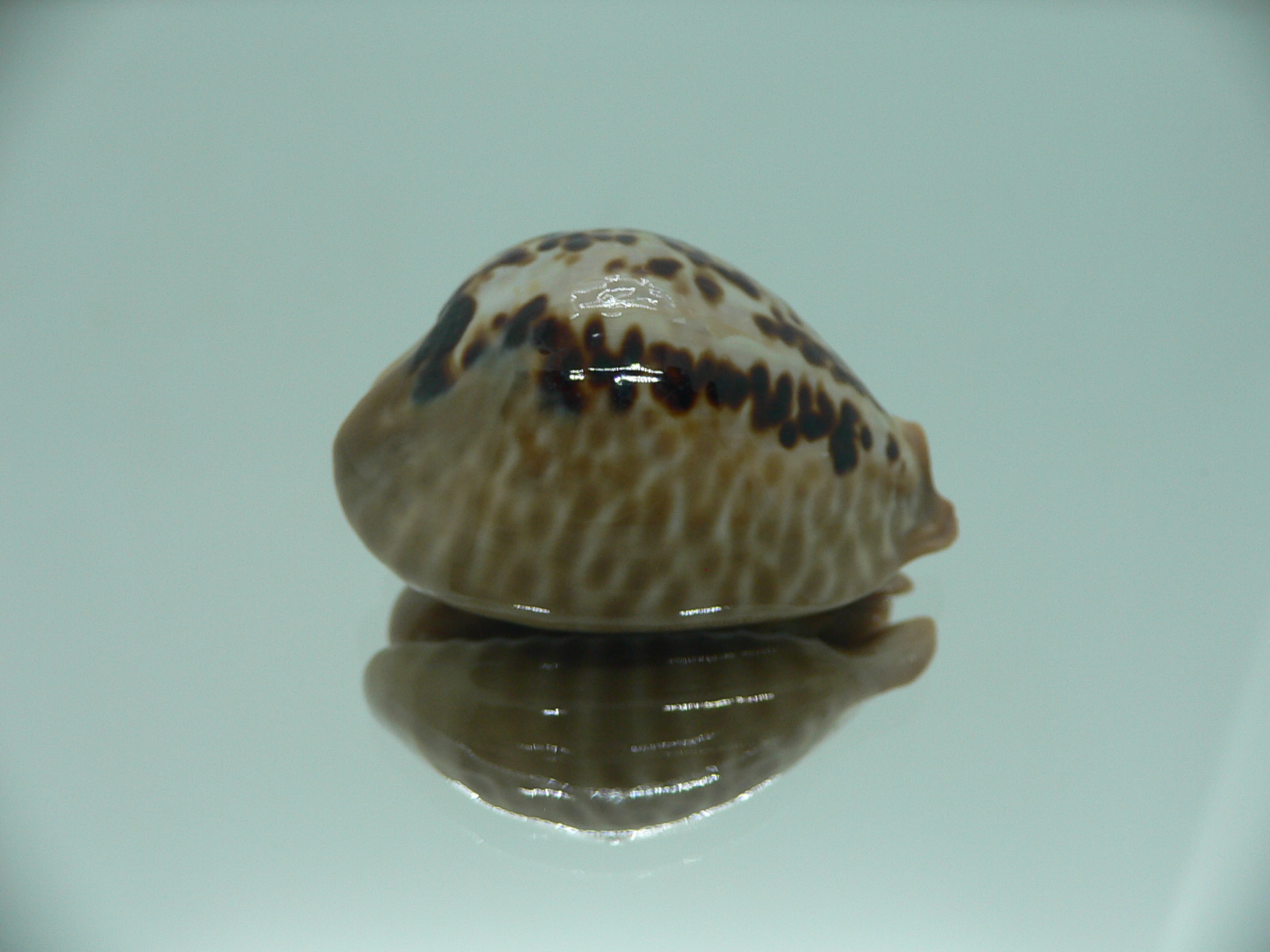 Cypraea mus mus