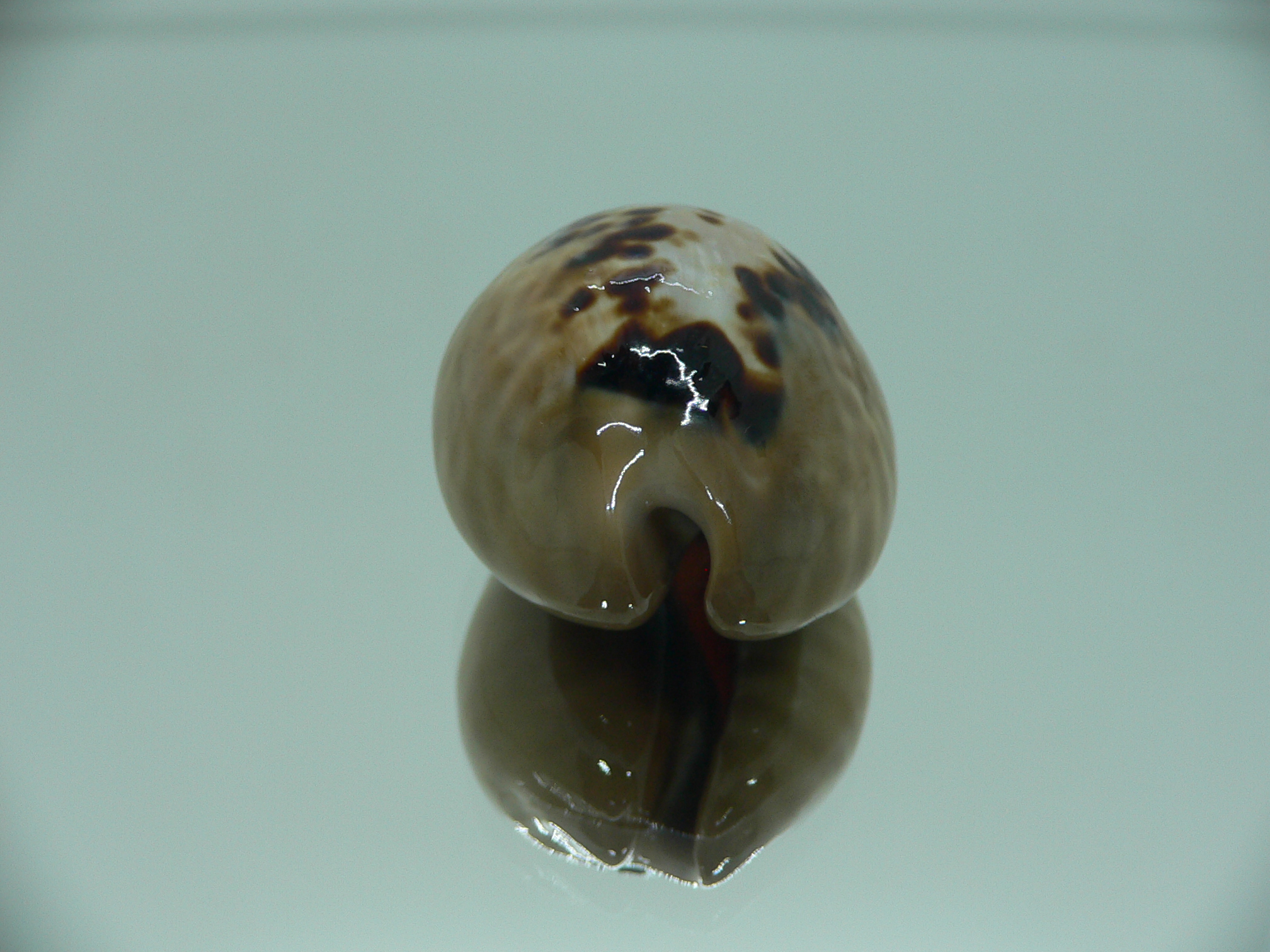 Cypraea mus mus