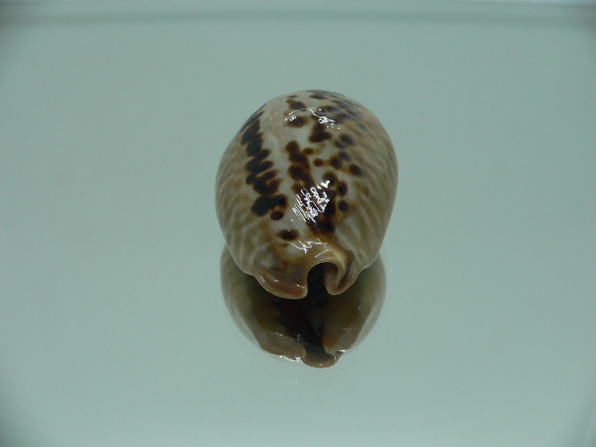 Cypraea mus mus