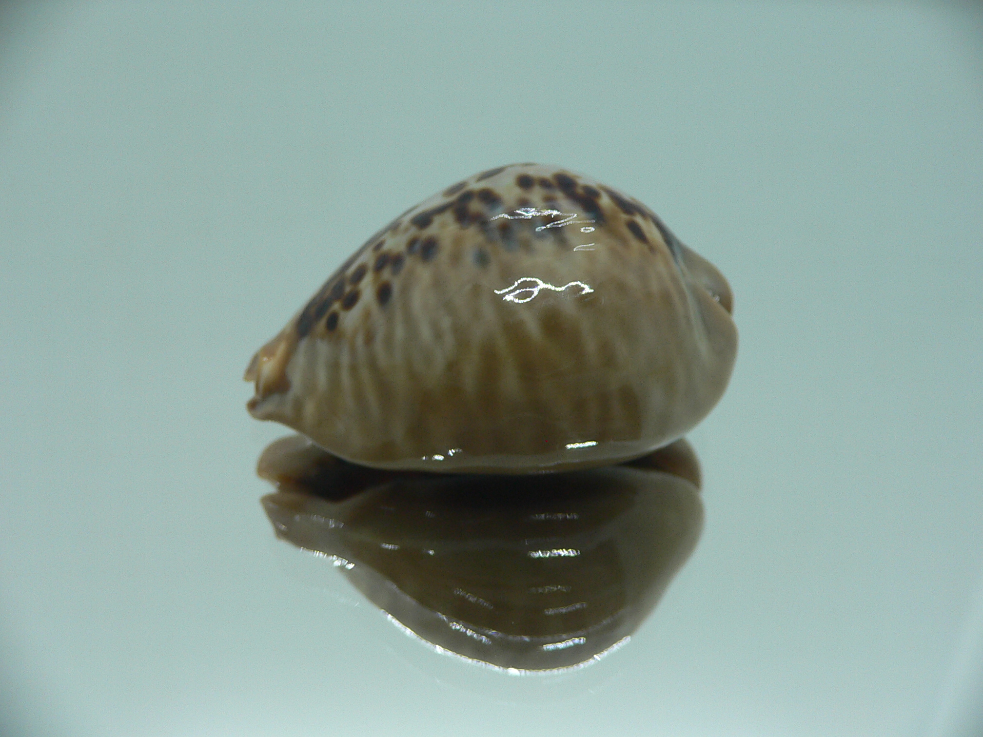 Cypraea mus mus