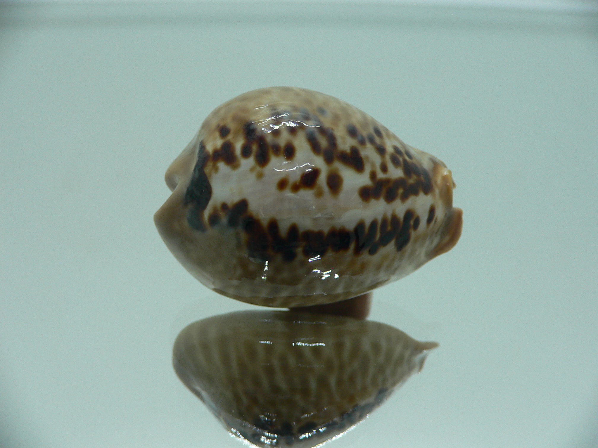 Cypraea mus mus