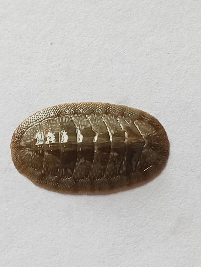 Ischnochiton smaragdinus ENDEMIC 7