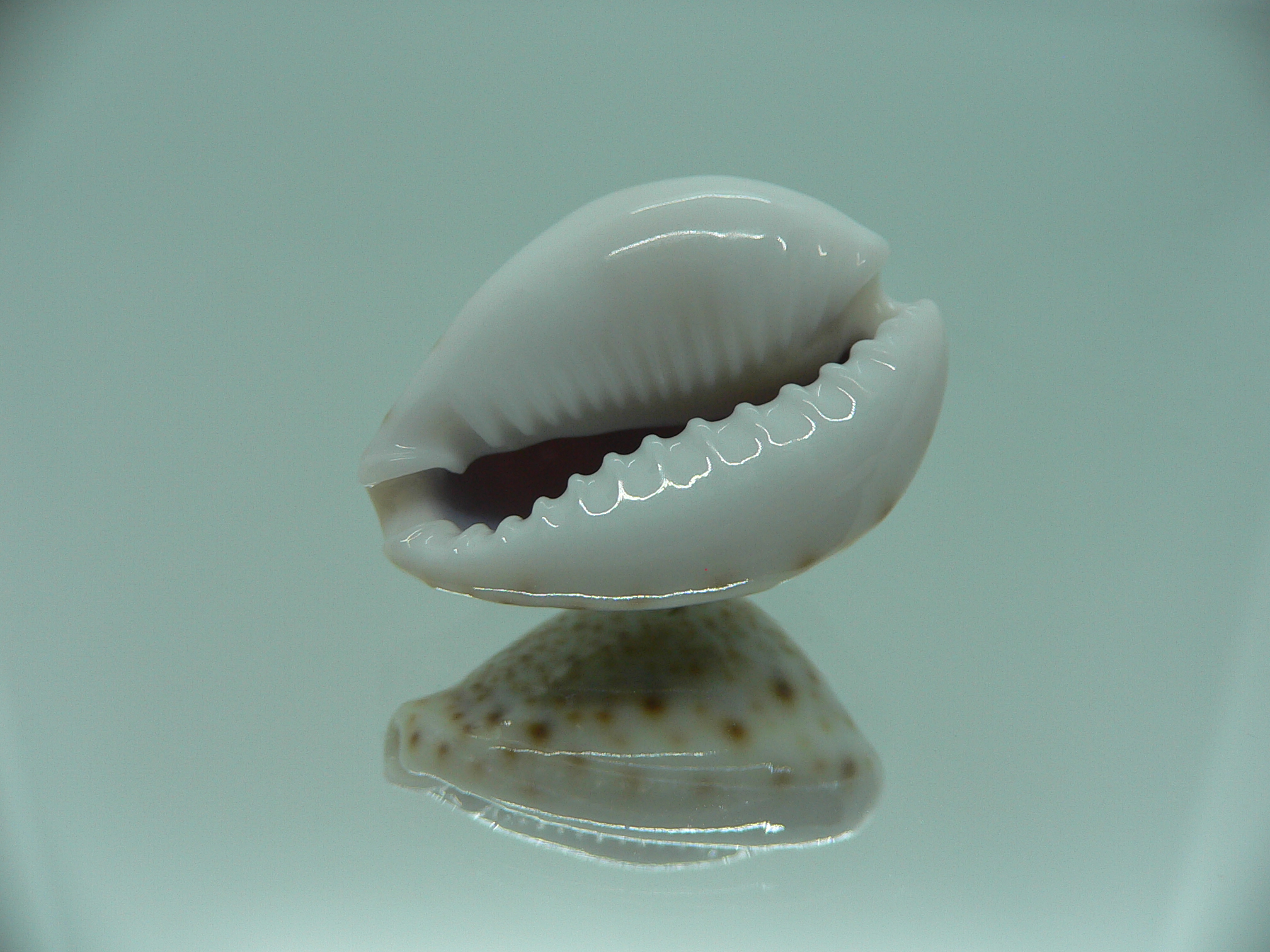 Cypraea turdus DWARF