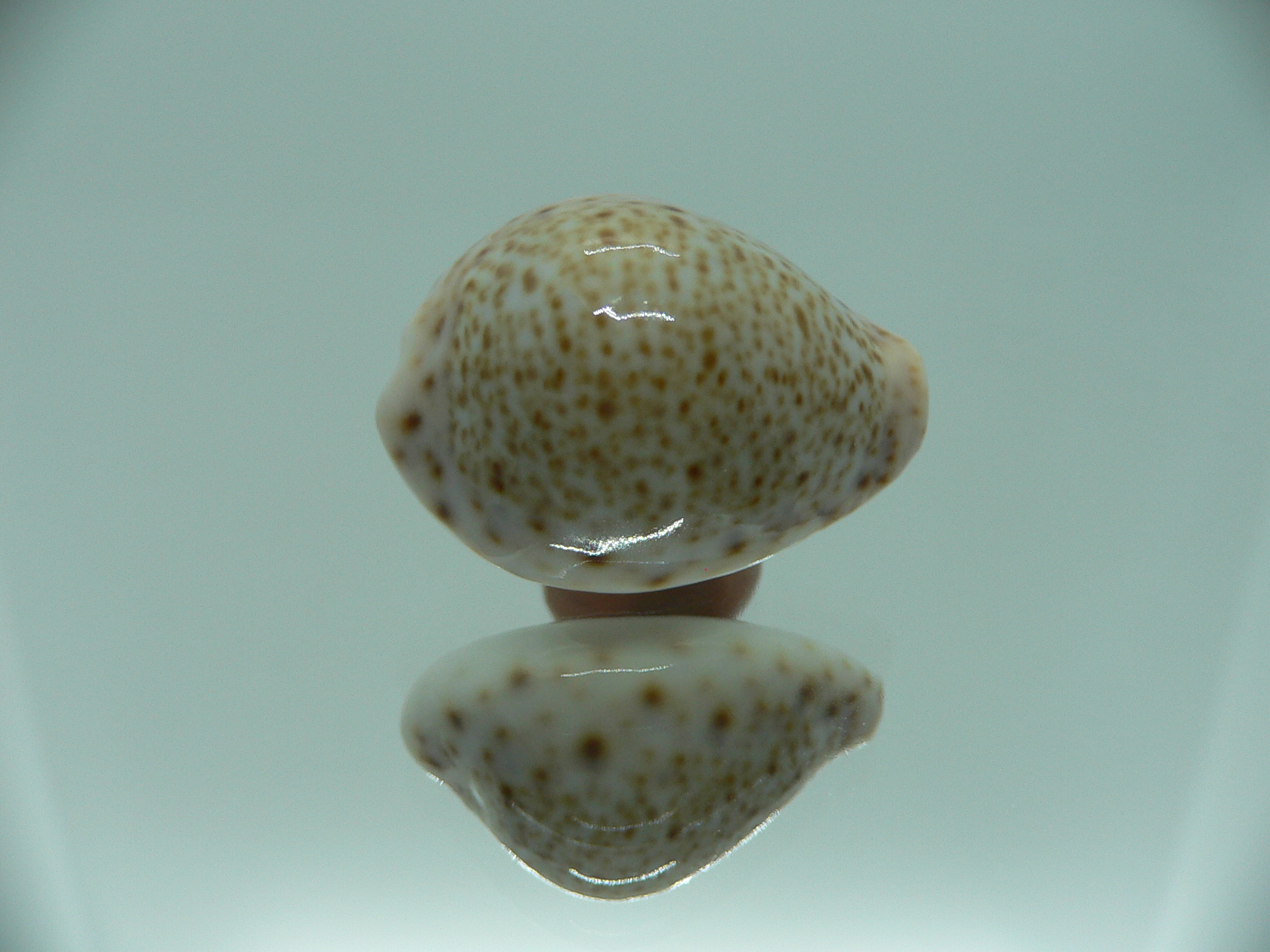 Cypraea turdus DWARF