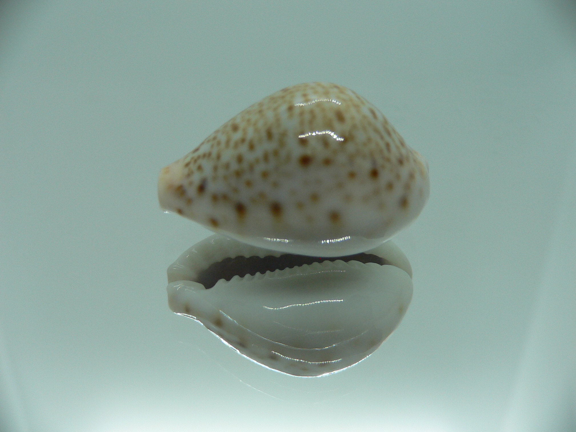 Cypraea turdus DWARF