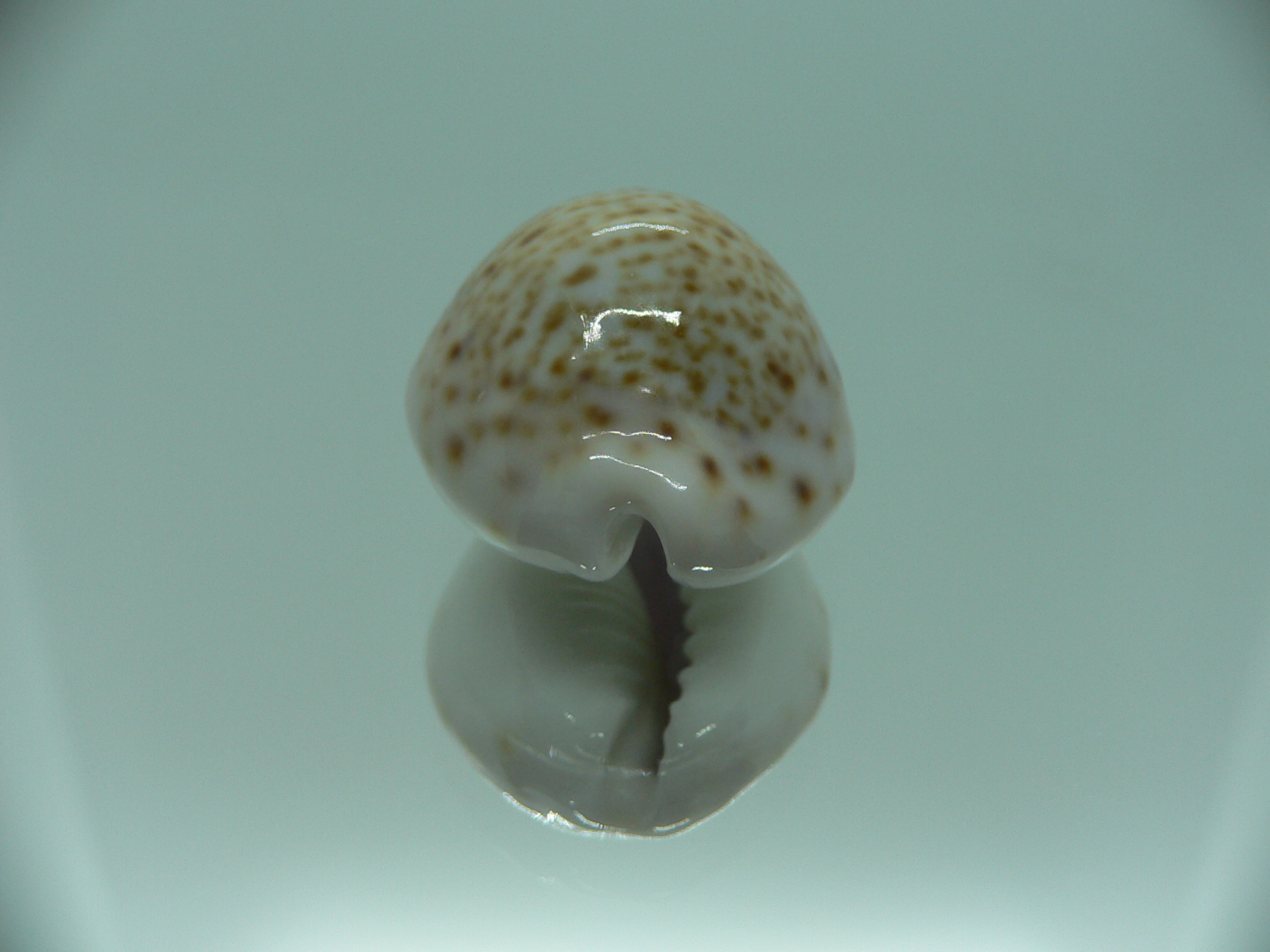 Cypraea turdus DWARF