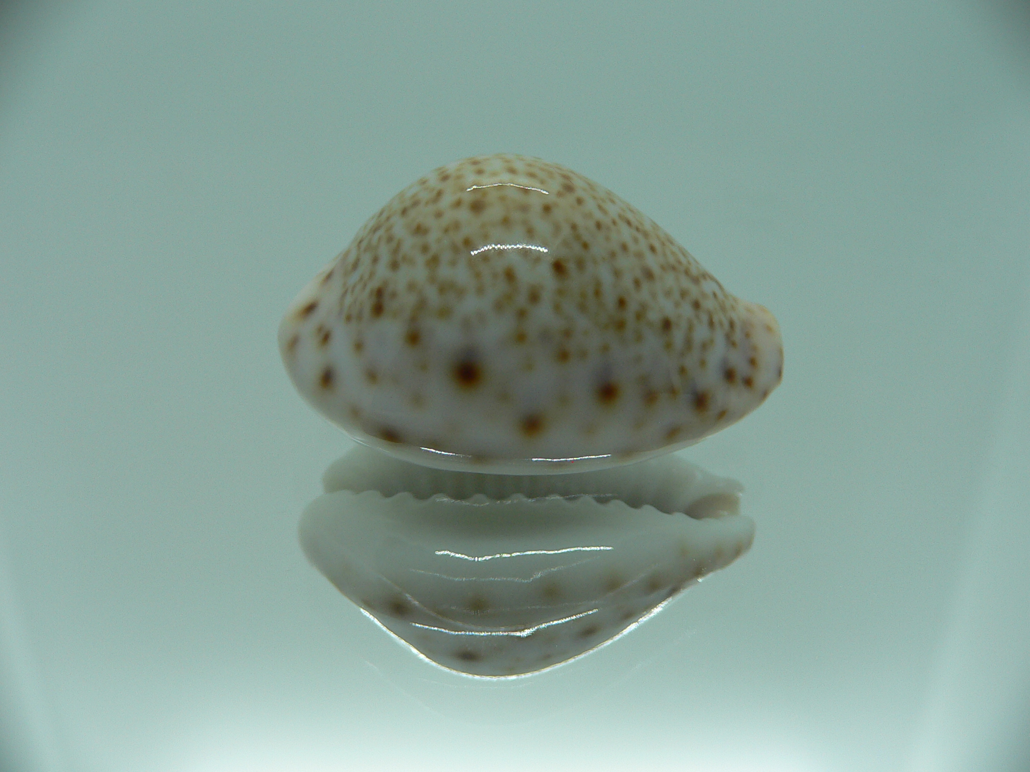 Cypraea turdus DWARF
