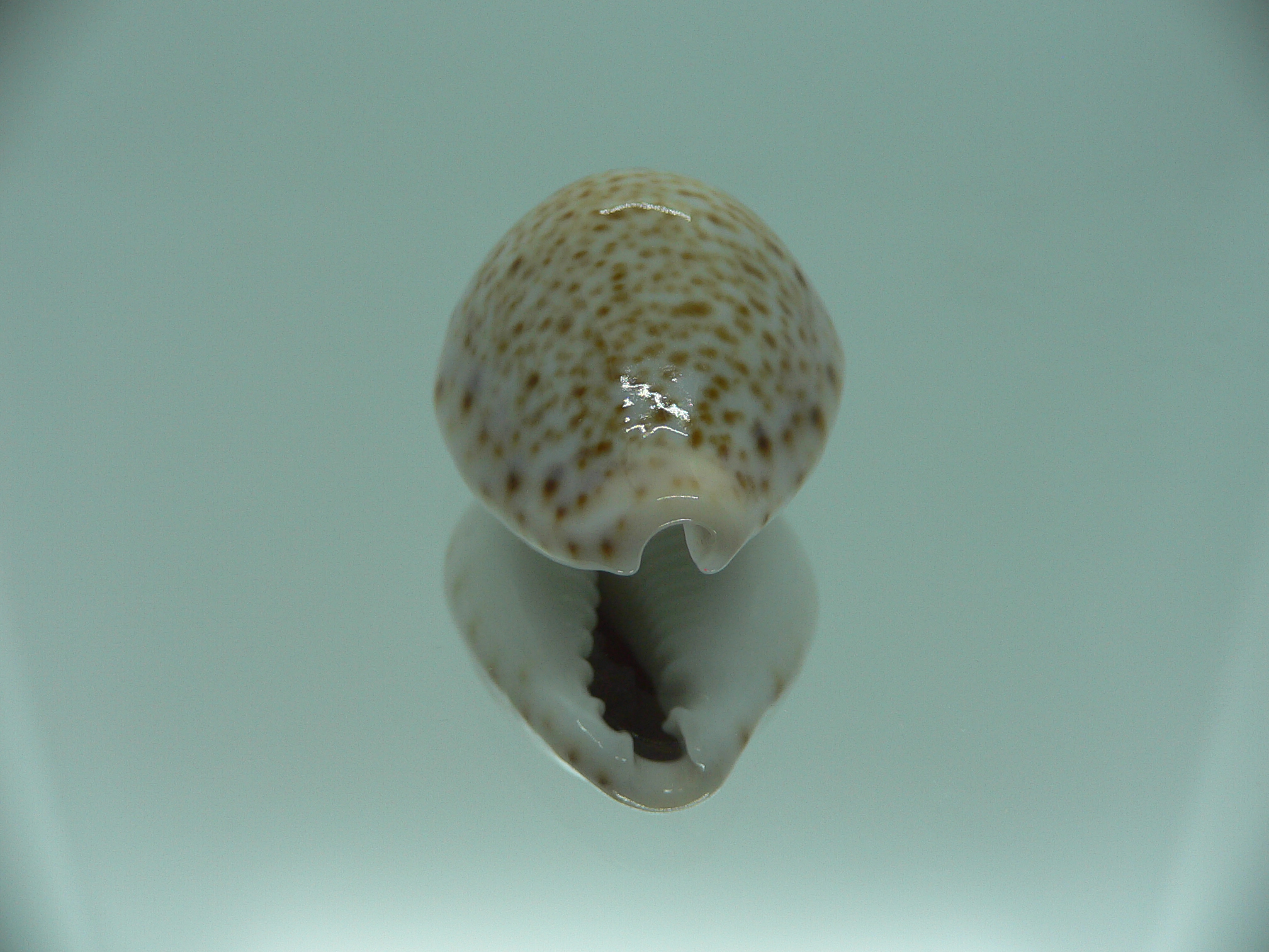 Cypraea turdus DWARF