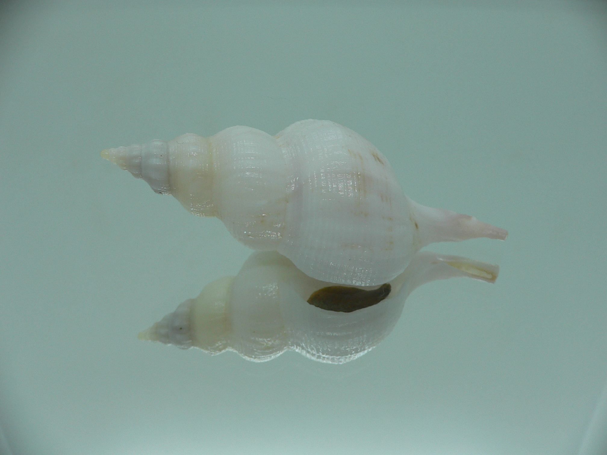 Siphonofusus lubricus BIG