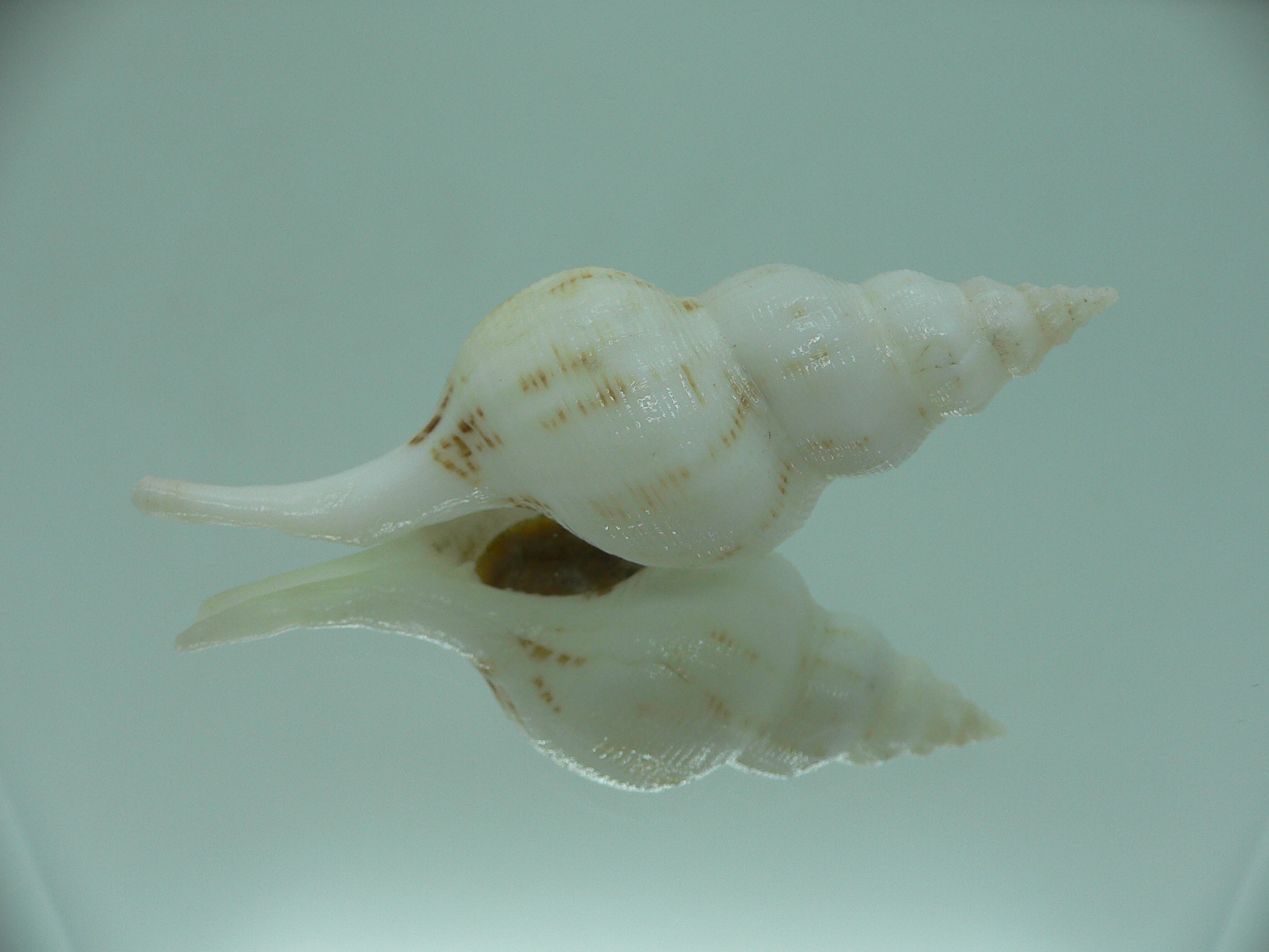 Siphonofusus lubricus BIG