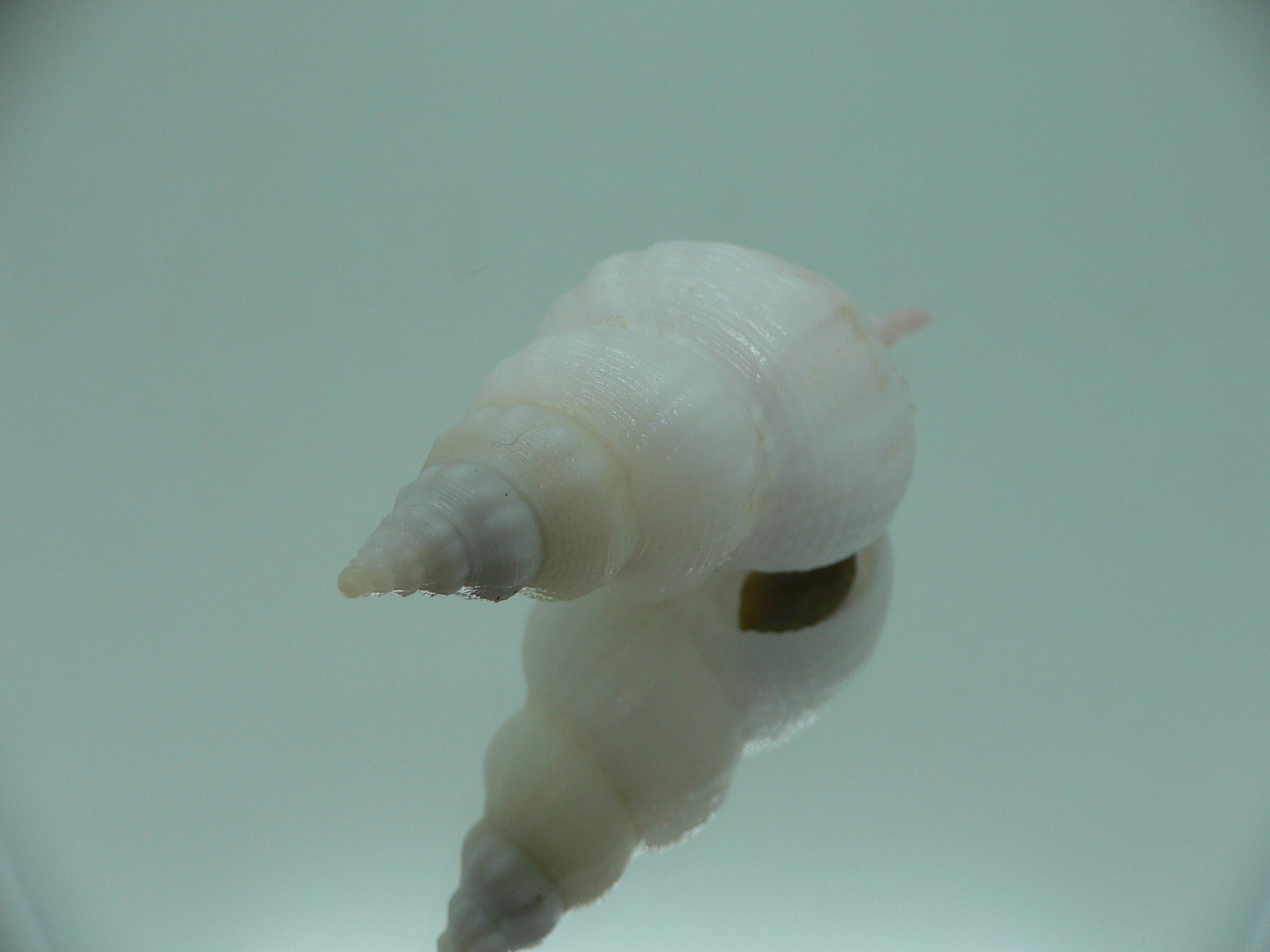 Siphonofusus lubricus BIG