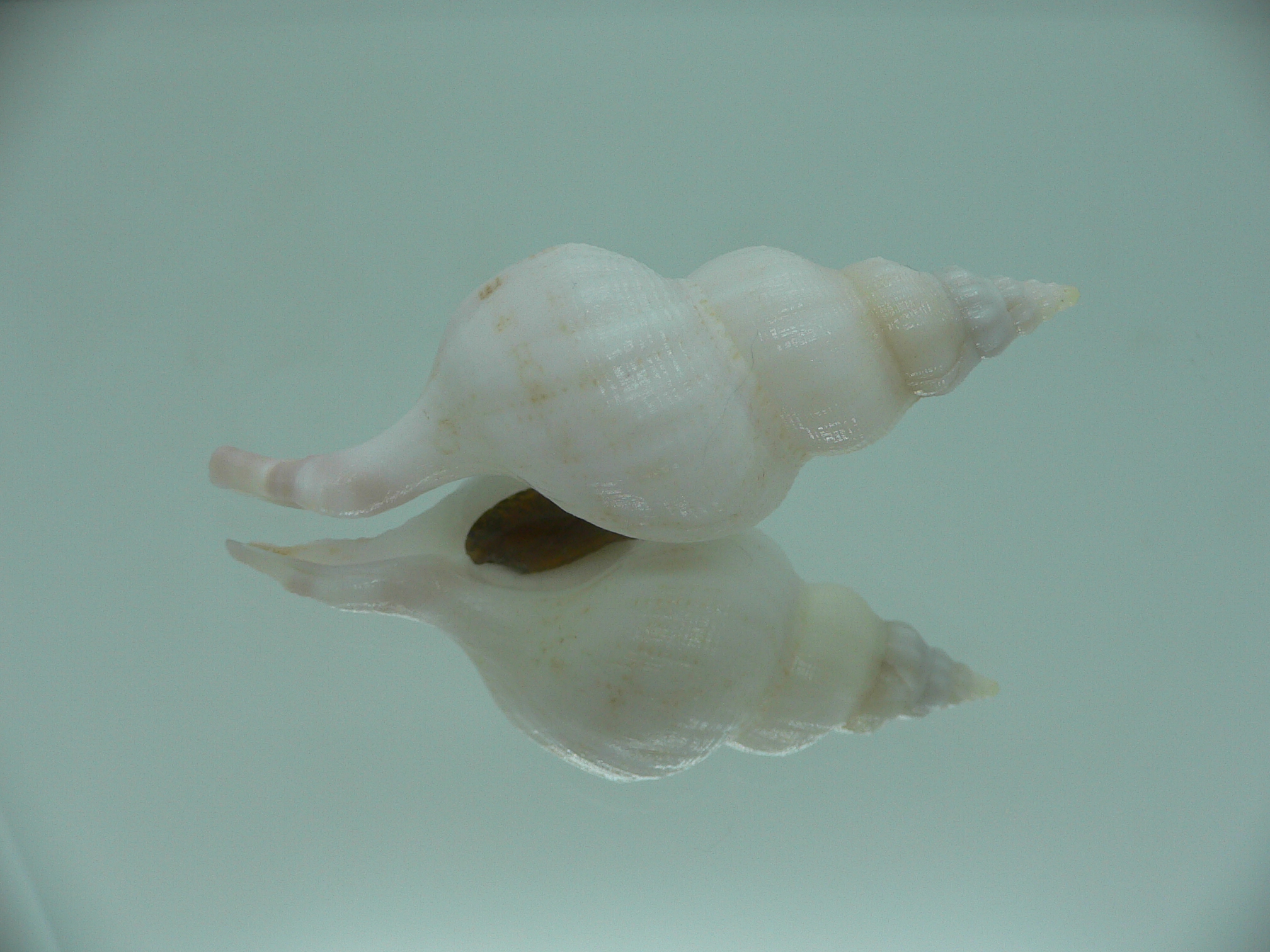 Siphonofusus lubricus BIG