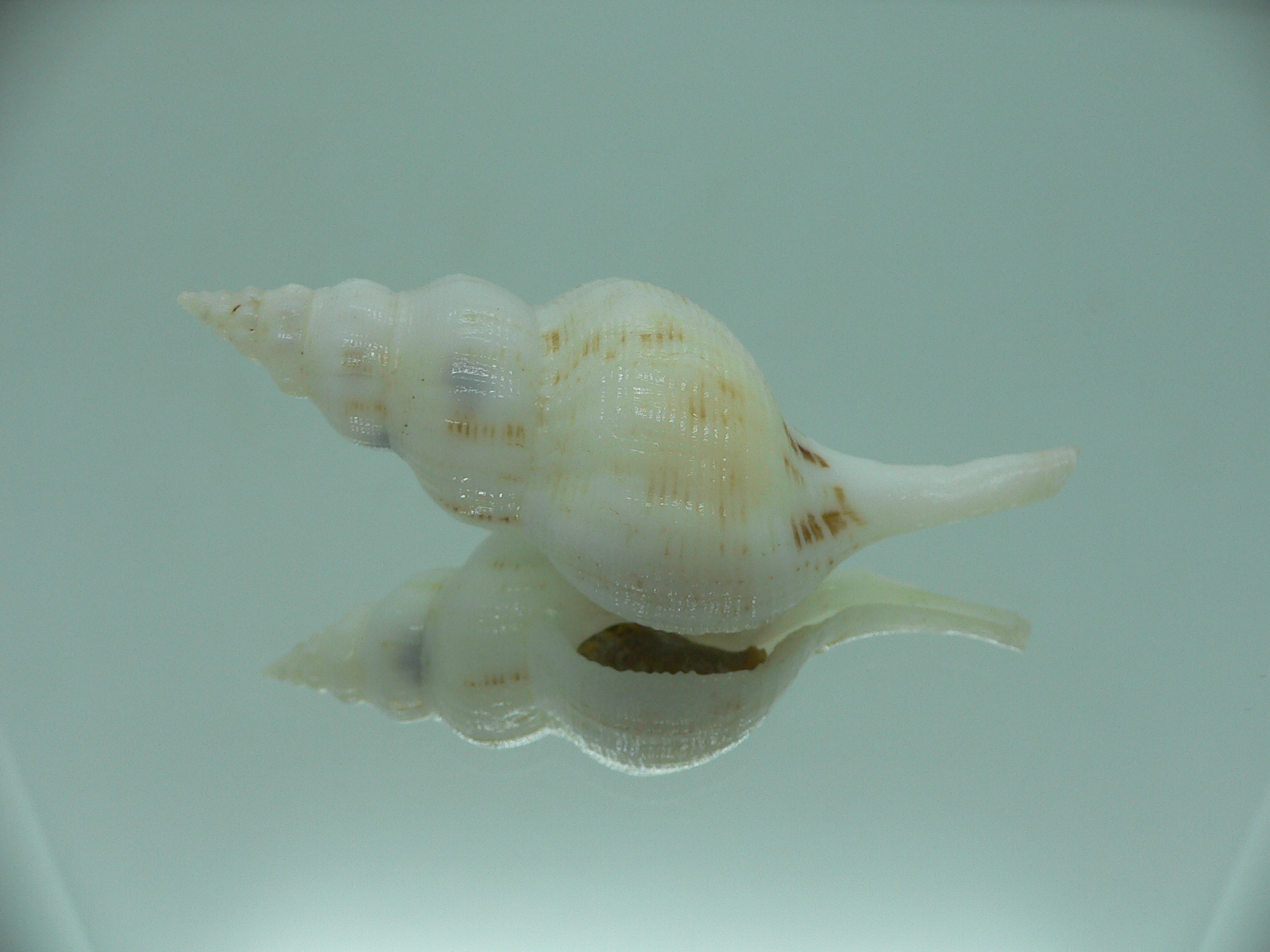Siphonofusus lubricus BIG