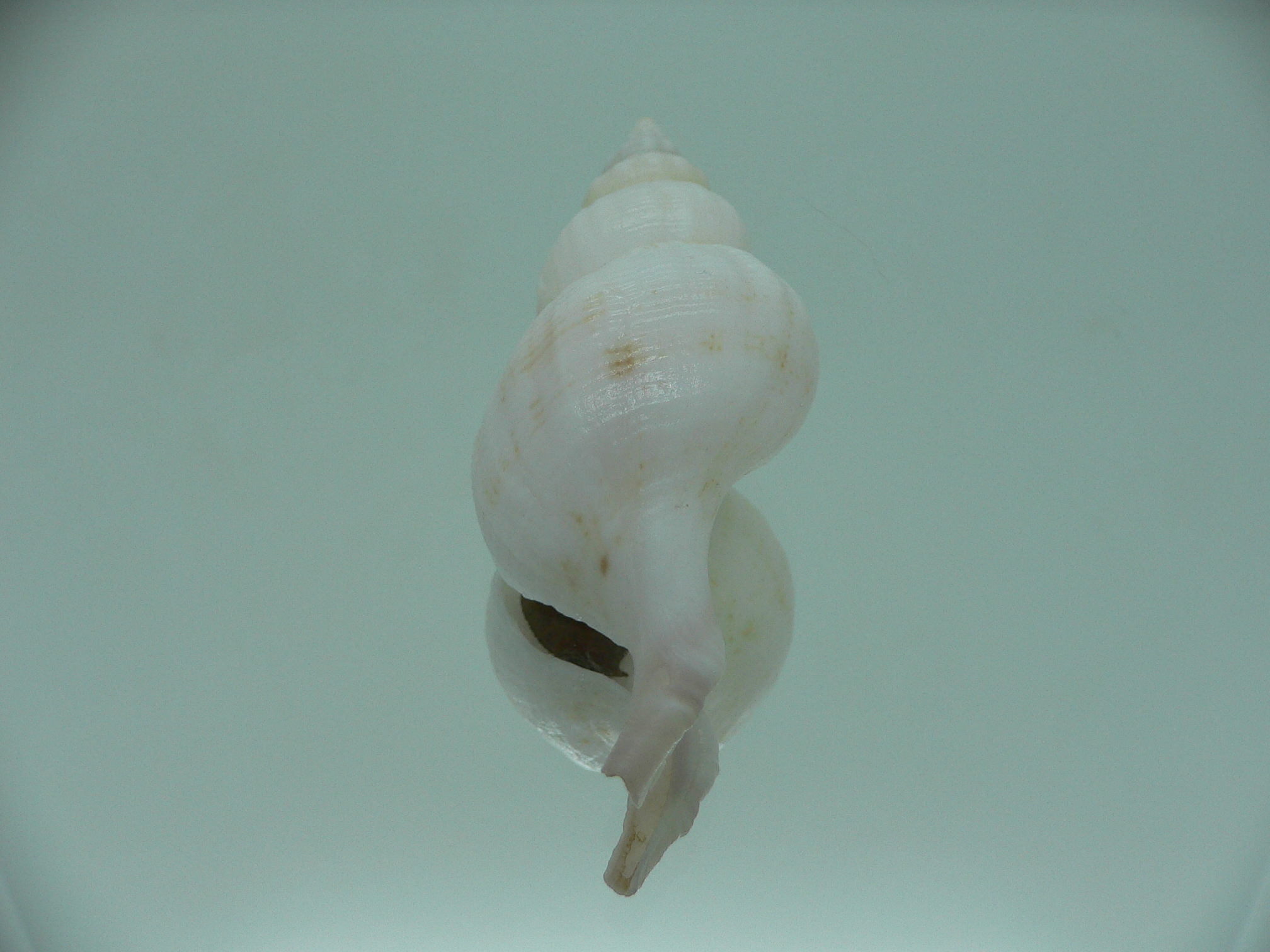 Siphonofusus lubricus BIG