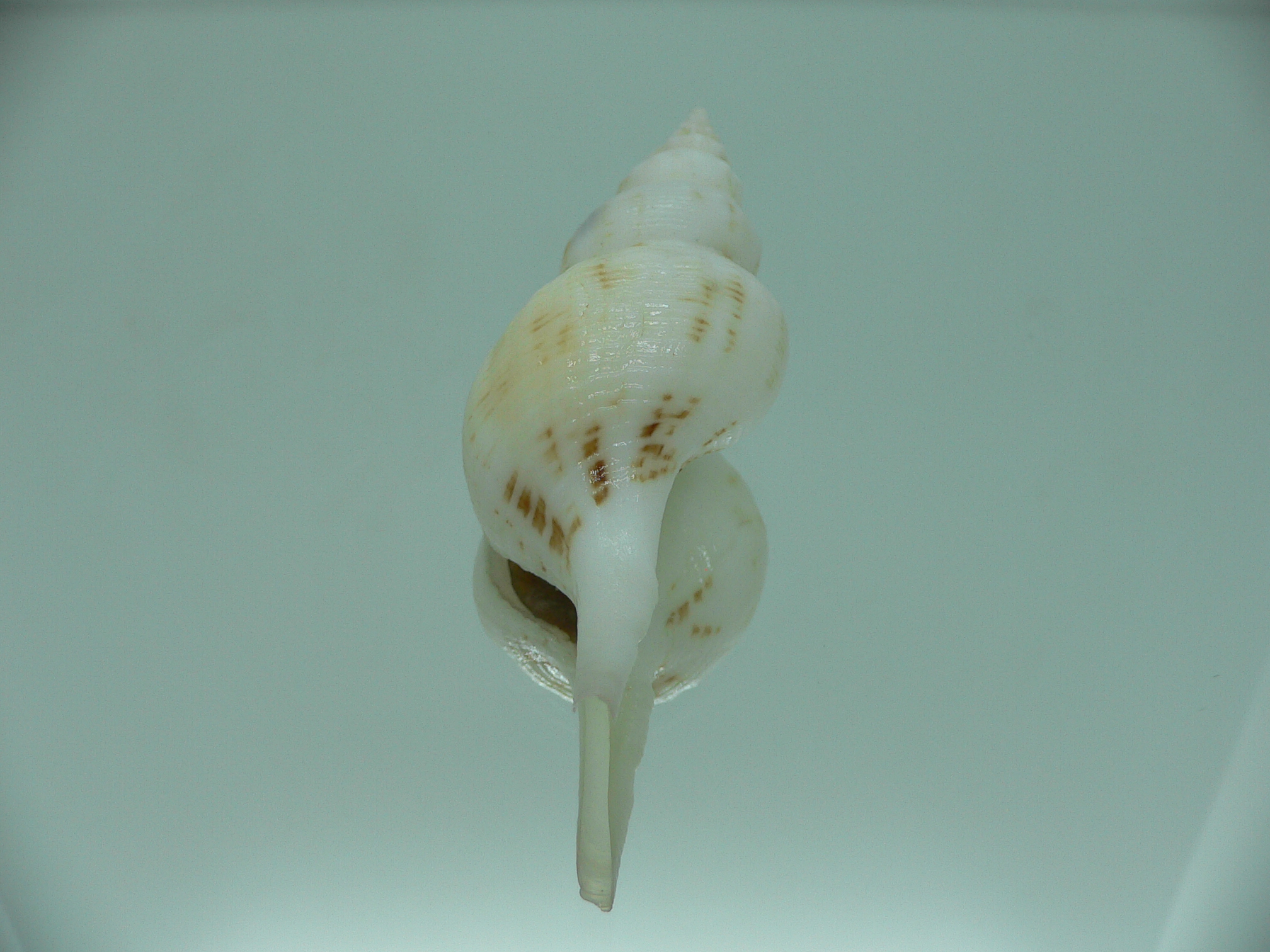 Siphonofusus lubricus BIG