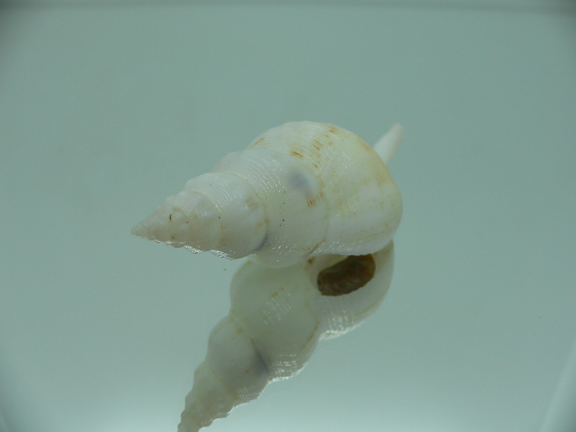 Siphonofusus lubricus BIG
