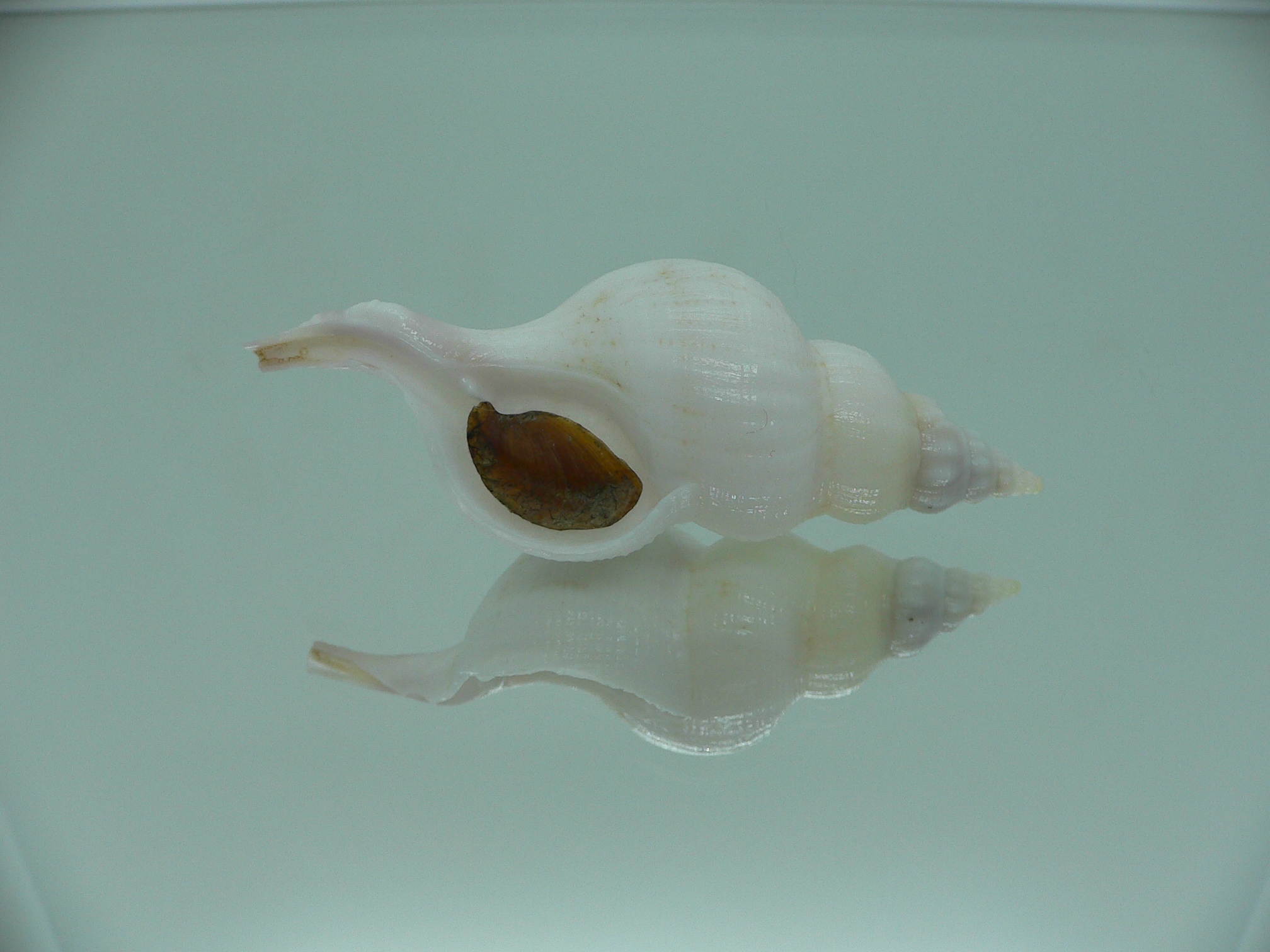 Siphonofusus lubricus BIG