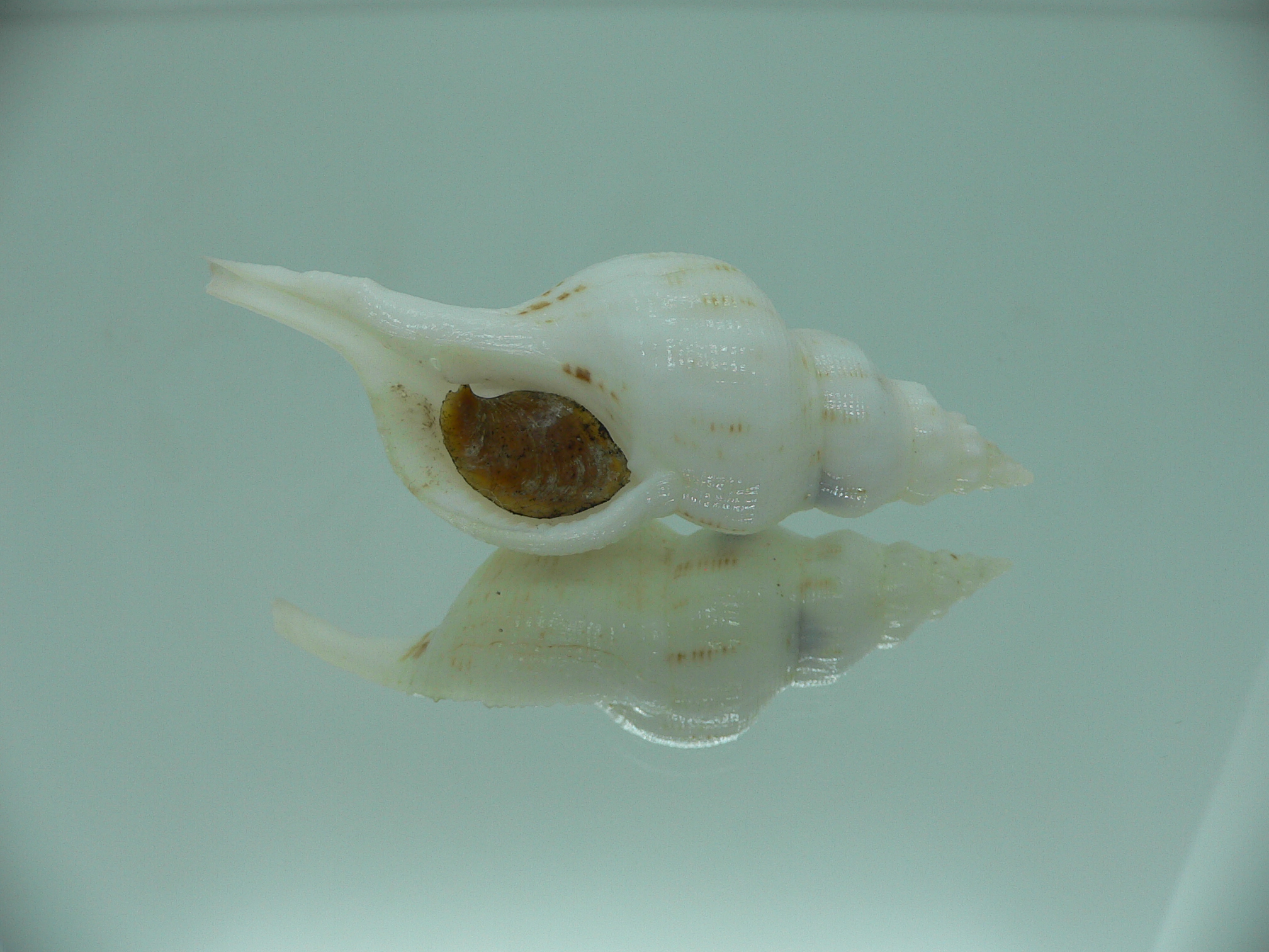Siphonofusus lubricus BIG