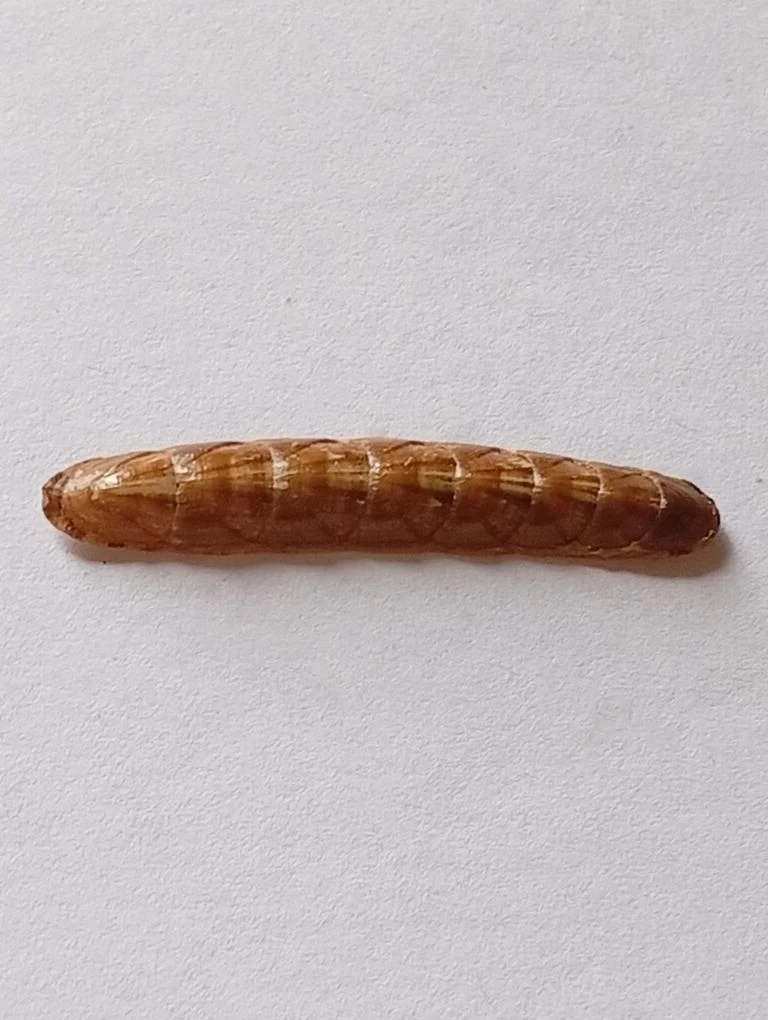 Stenochiton longicymba ENDEMIC 7