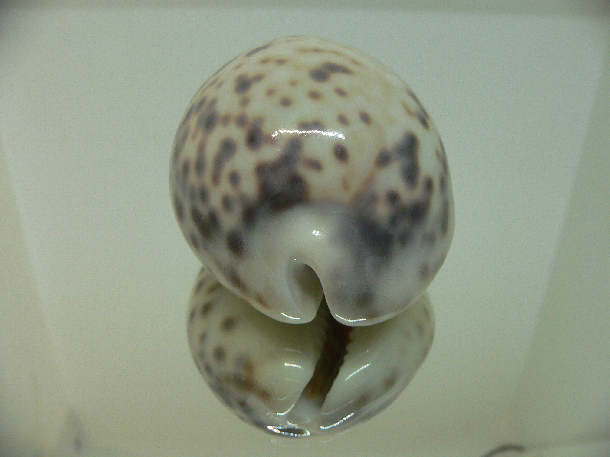 Cypraea tigris pardalis SUPER COLOR