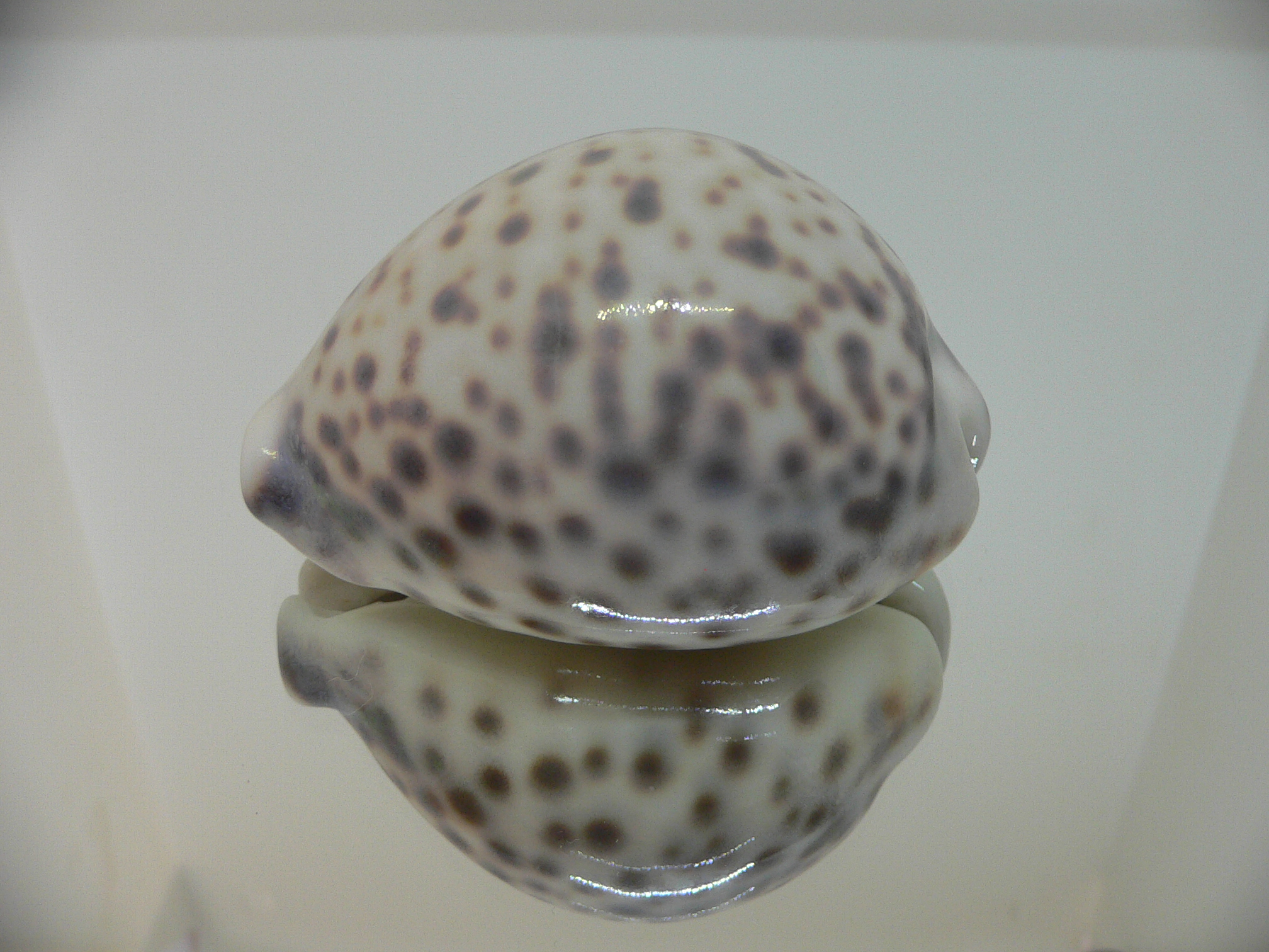 Cypraea tigris pardalis SUPER COLOR