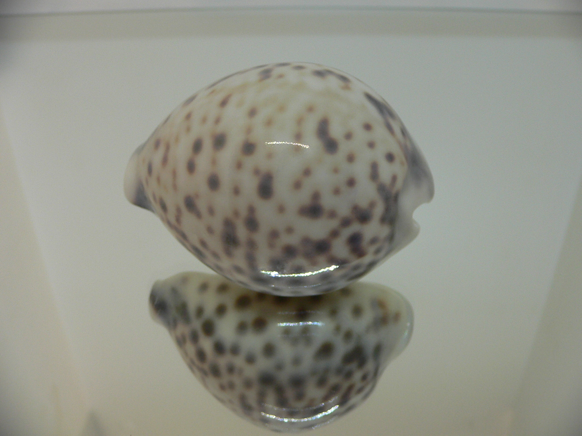 Cypraea tigris pardalis SUPER COLOR