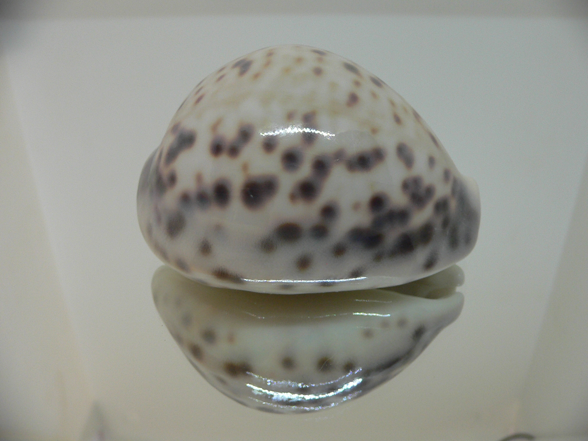 Cypraea tigris pardalis SUPER COLOR