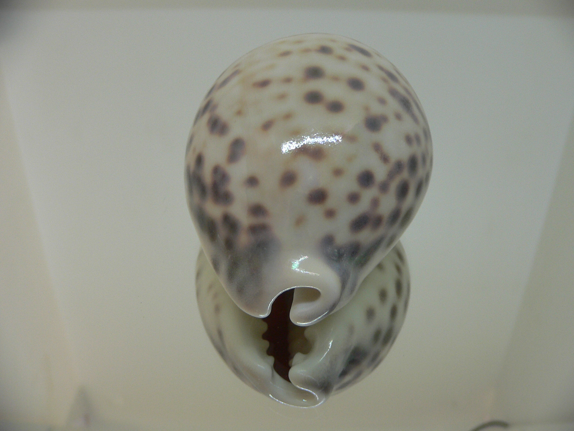 Cypraea tigris pardalis SUPER COLOR