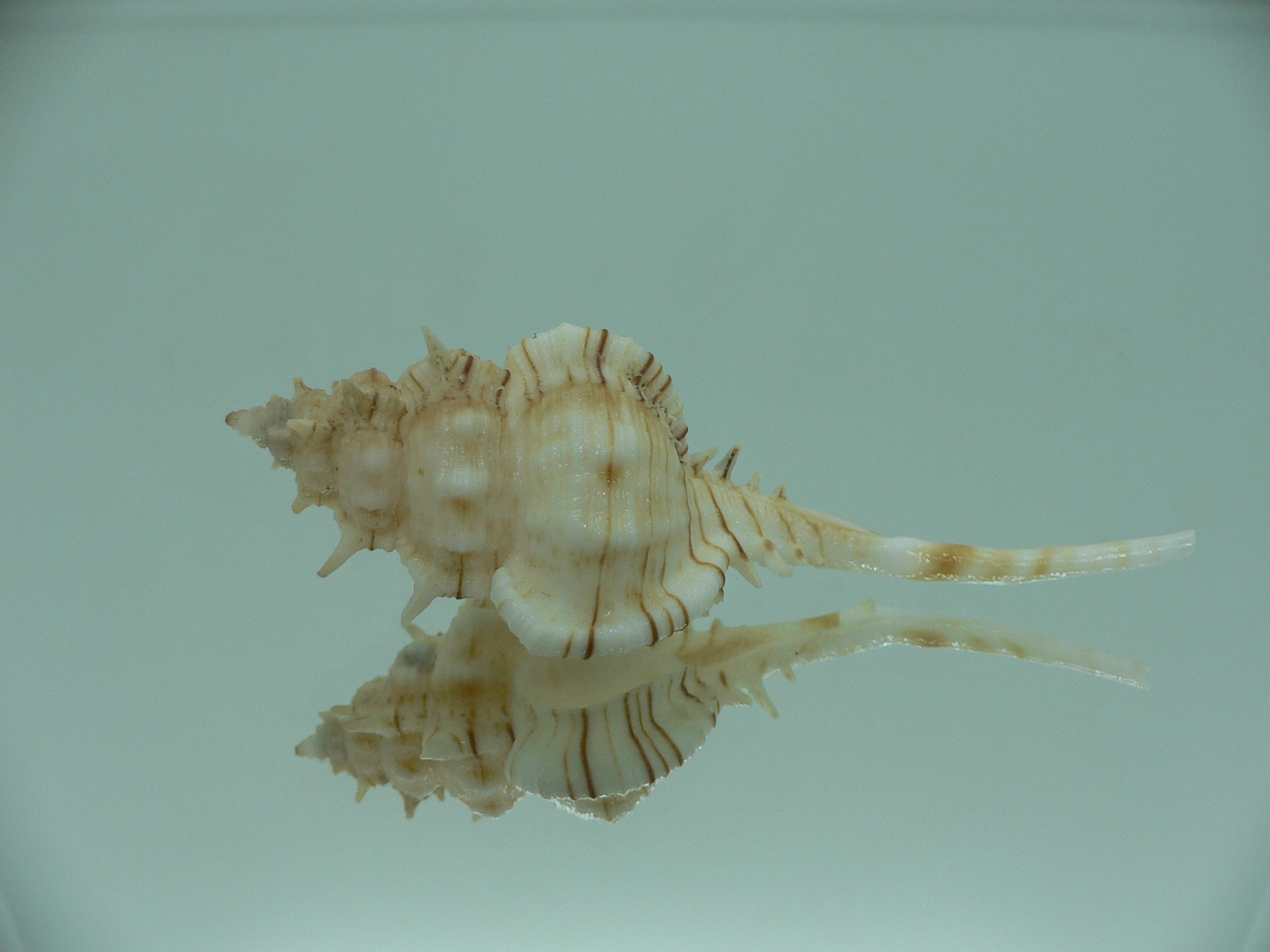 Vokesimurex kiiensis