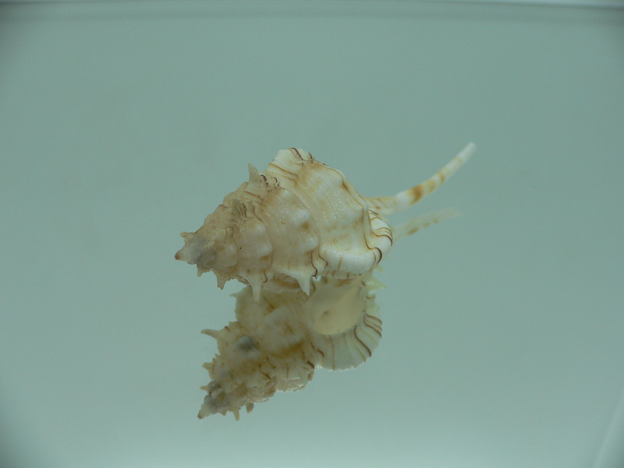 Vokesimurex kiiensis